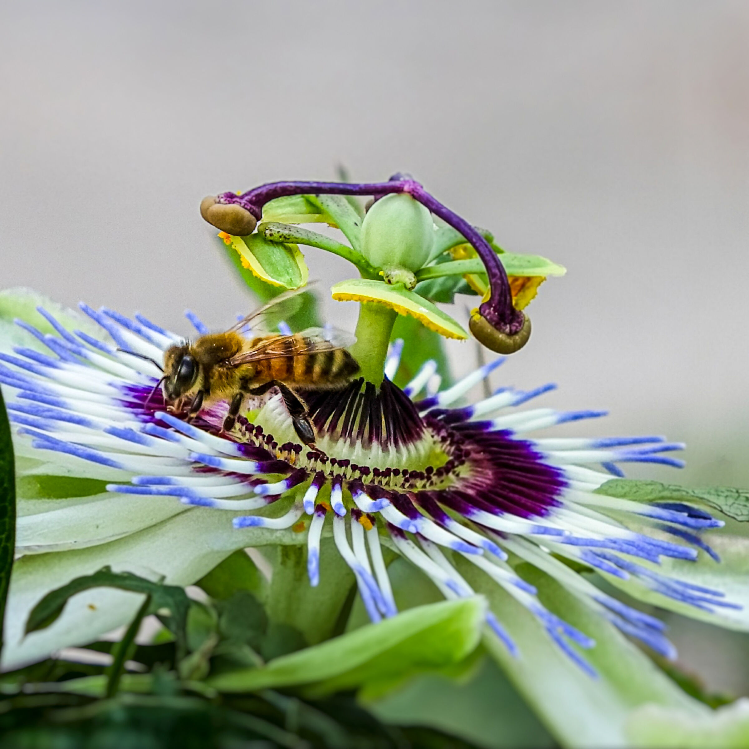 Ape sulla passiflora