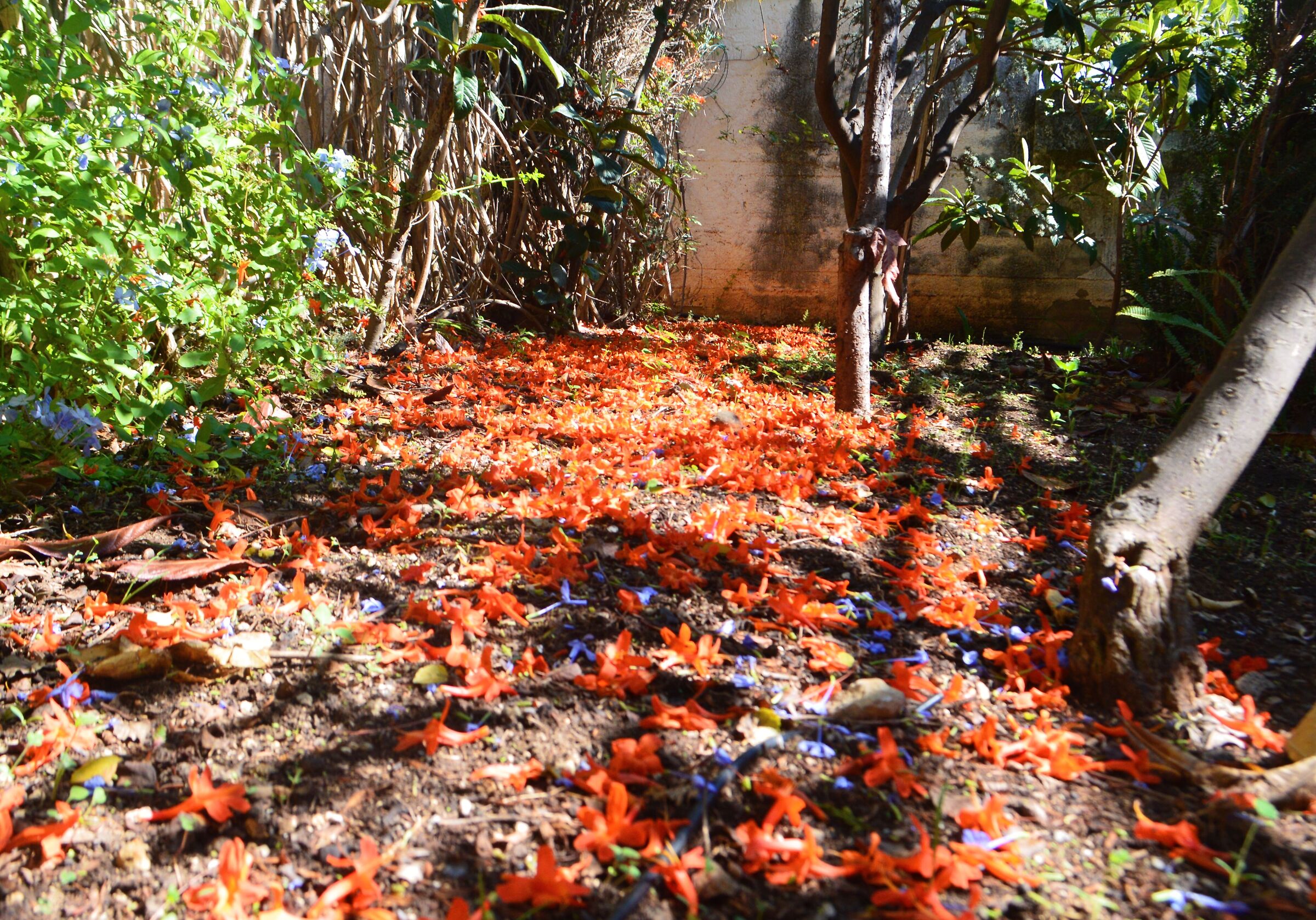 An old autumn path