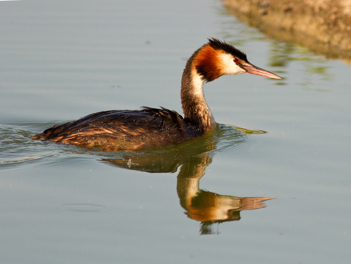 Great Crested Grebe