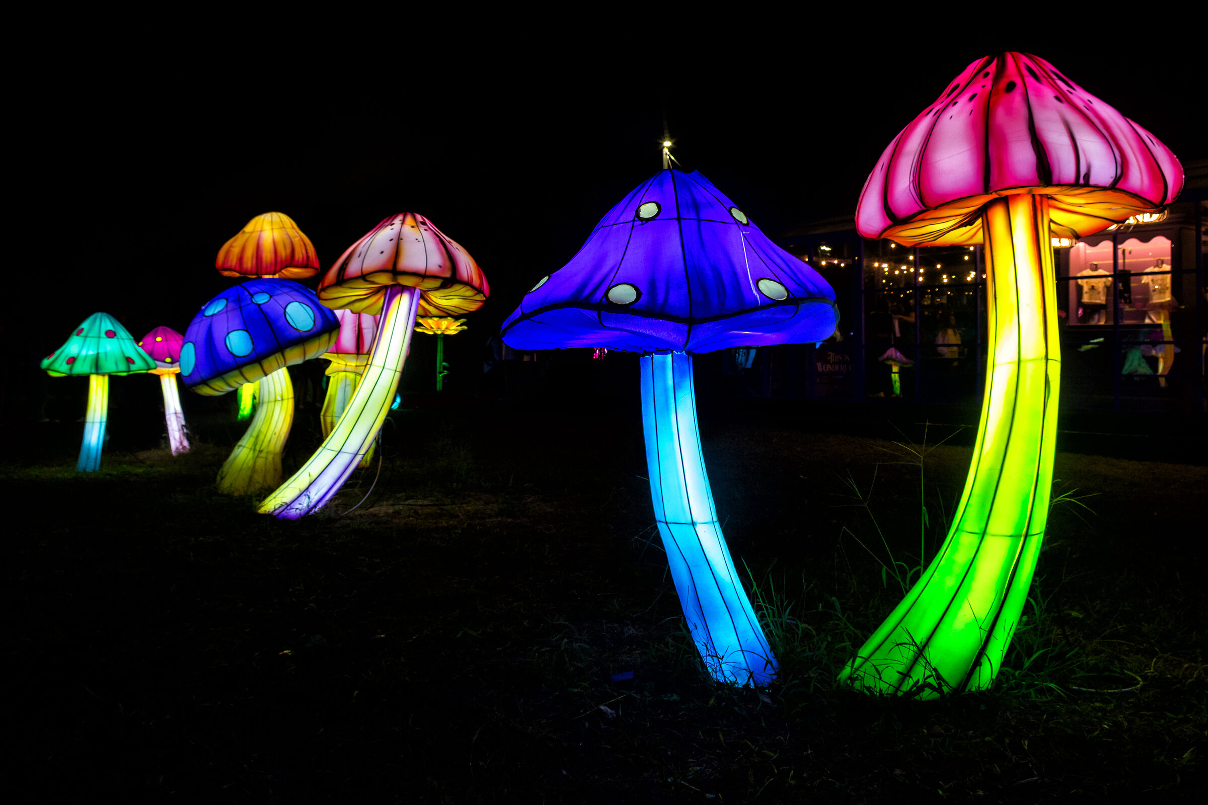 Glowing mushrooms