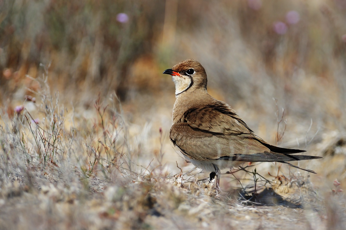 Pratincole-Glareola pratincola