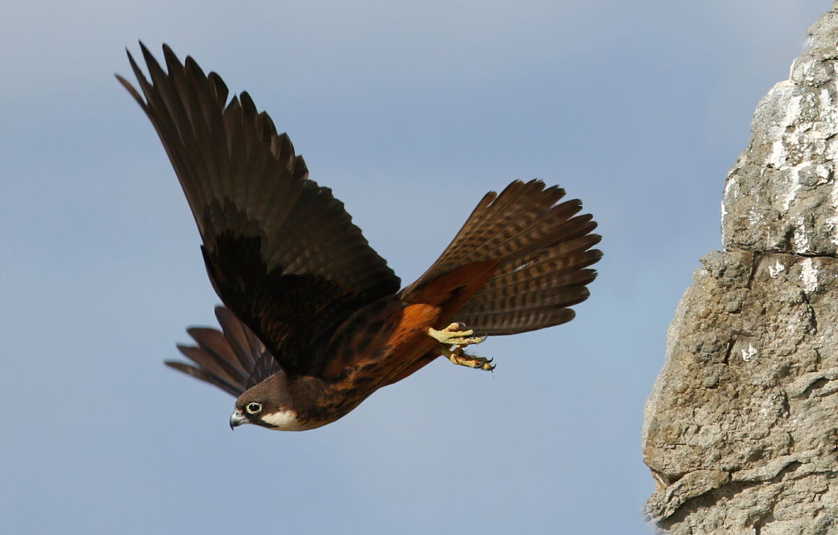 Queen's falcon