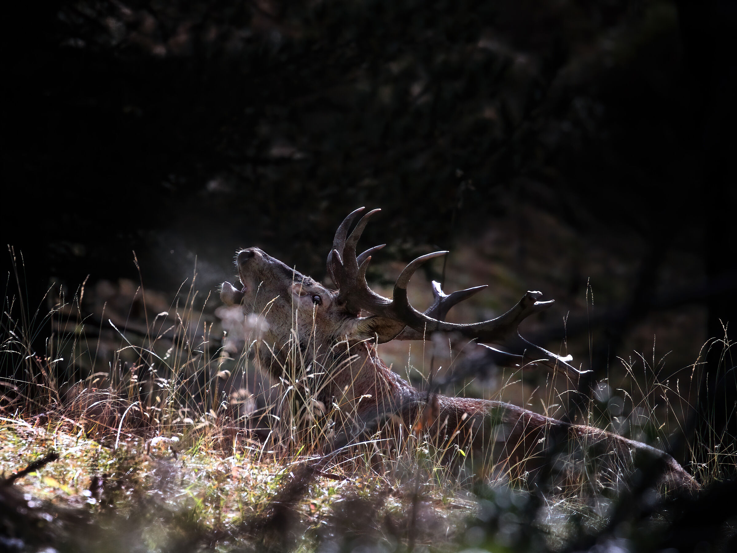 Voci nel bosco.