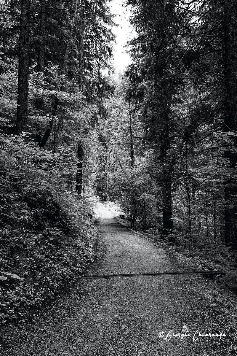 Vado dove mi porta il cuore