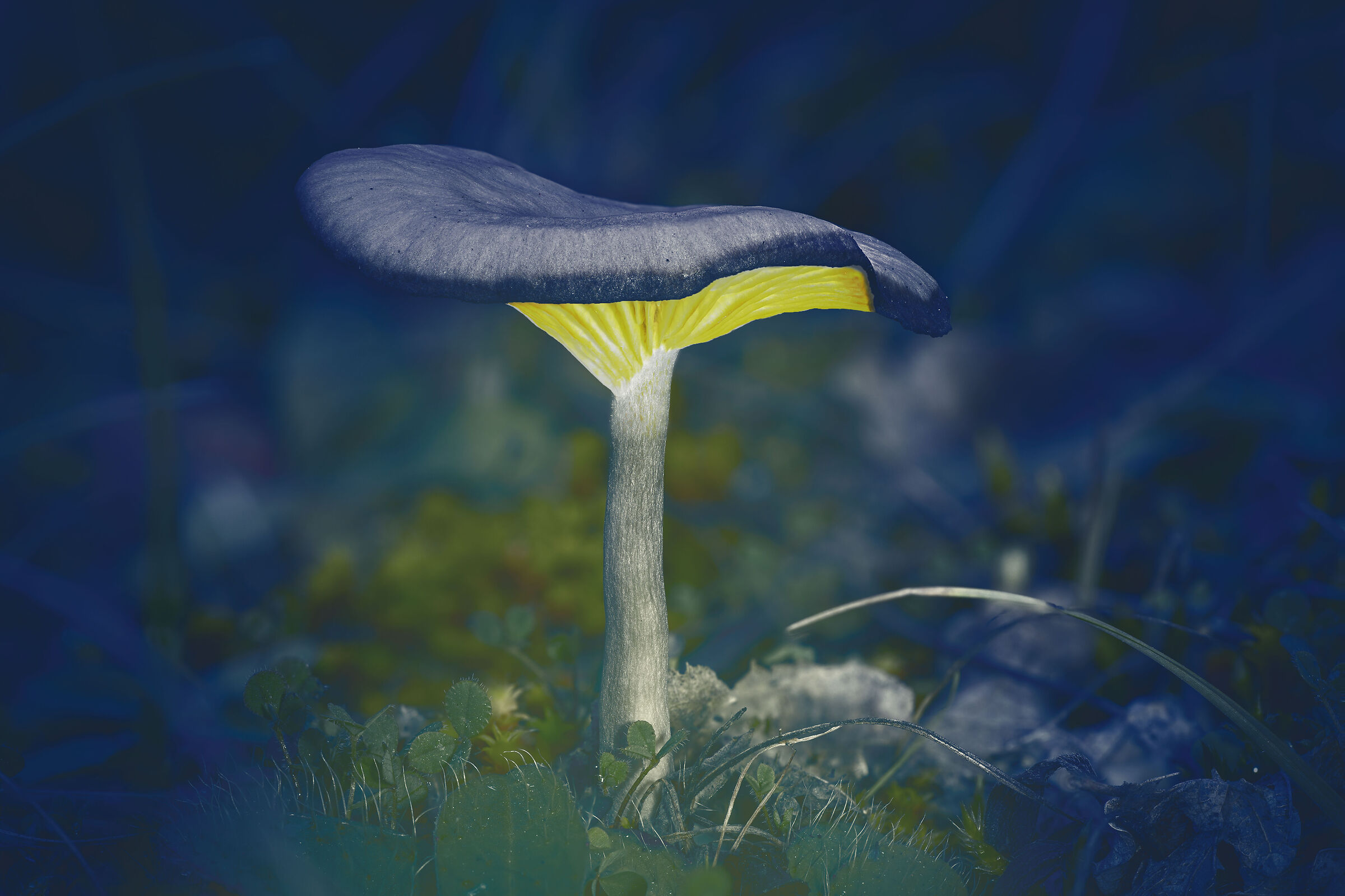 luminescent mushroom