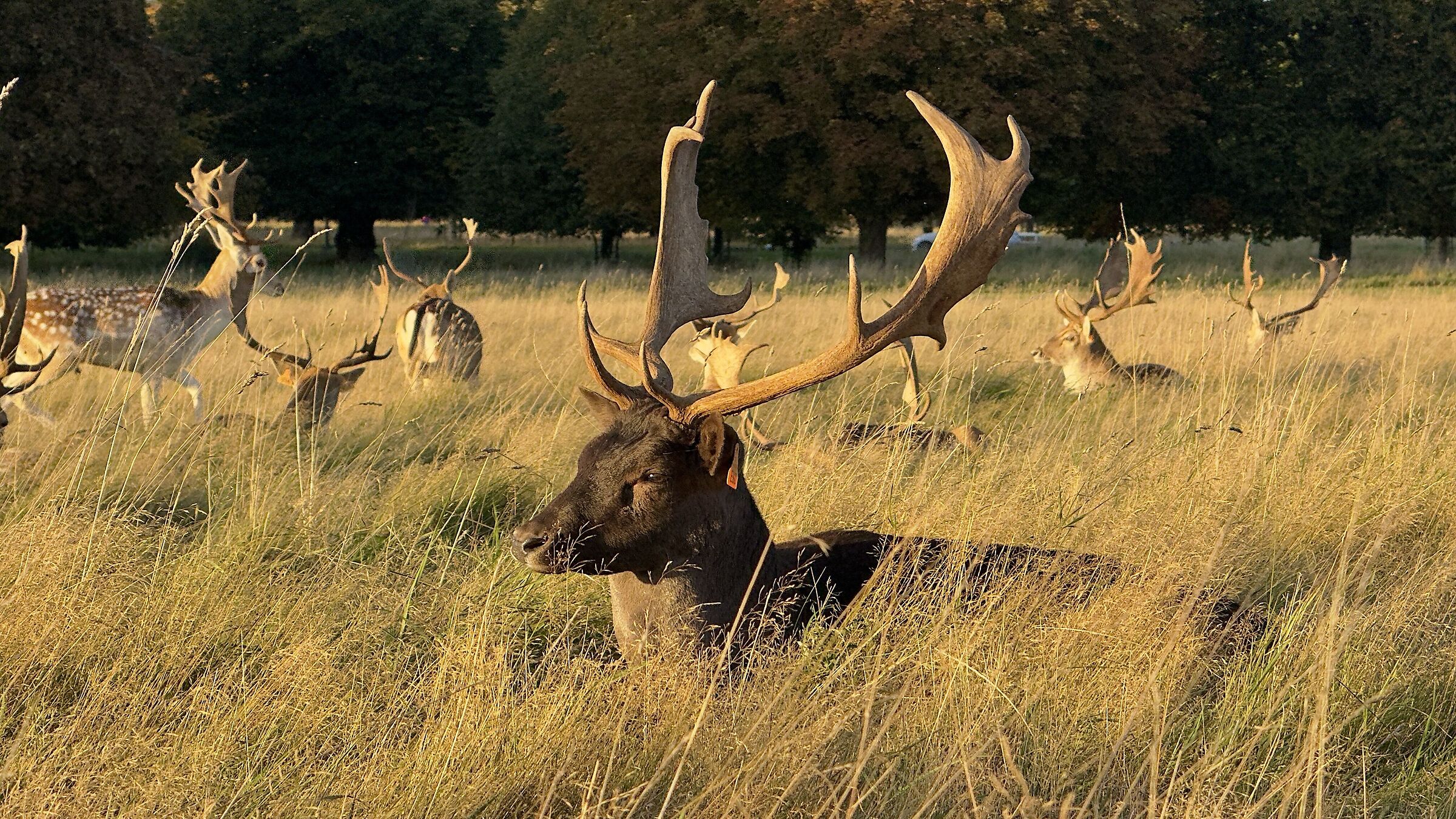Phoenix Park