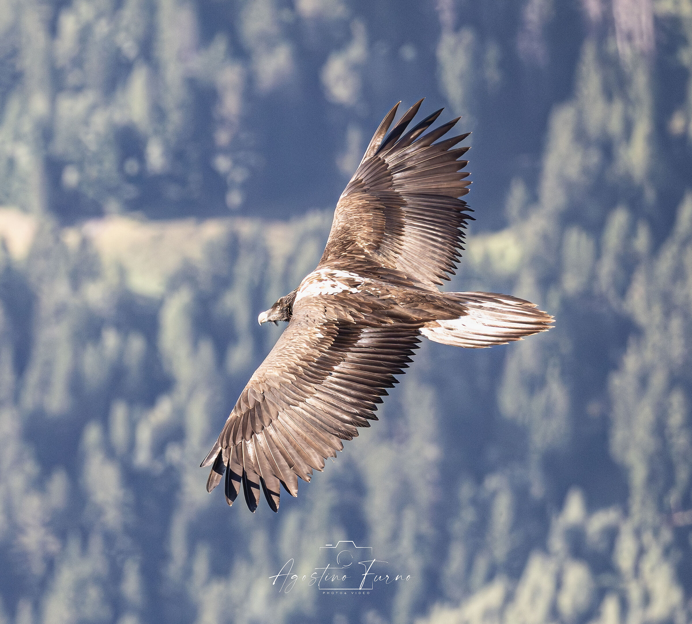 Young Bearded Vulture of the Year - Let's Hope Winter Passes