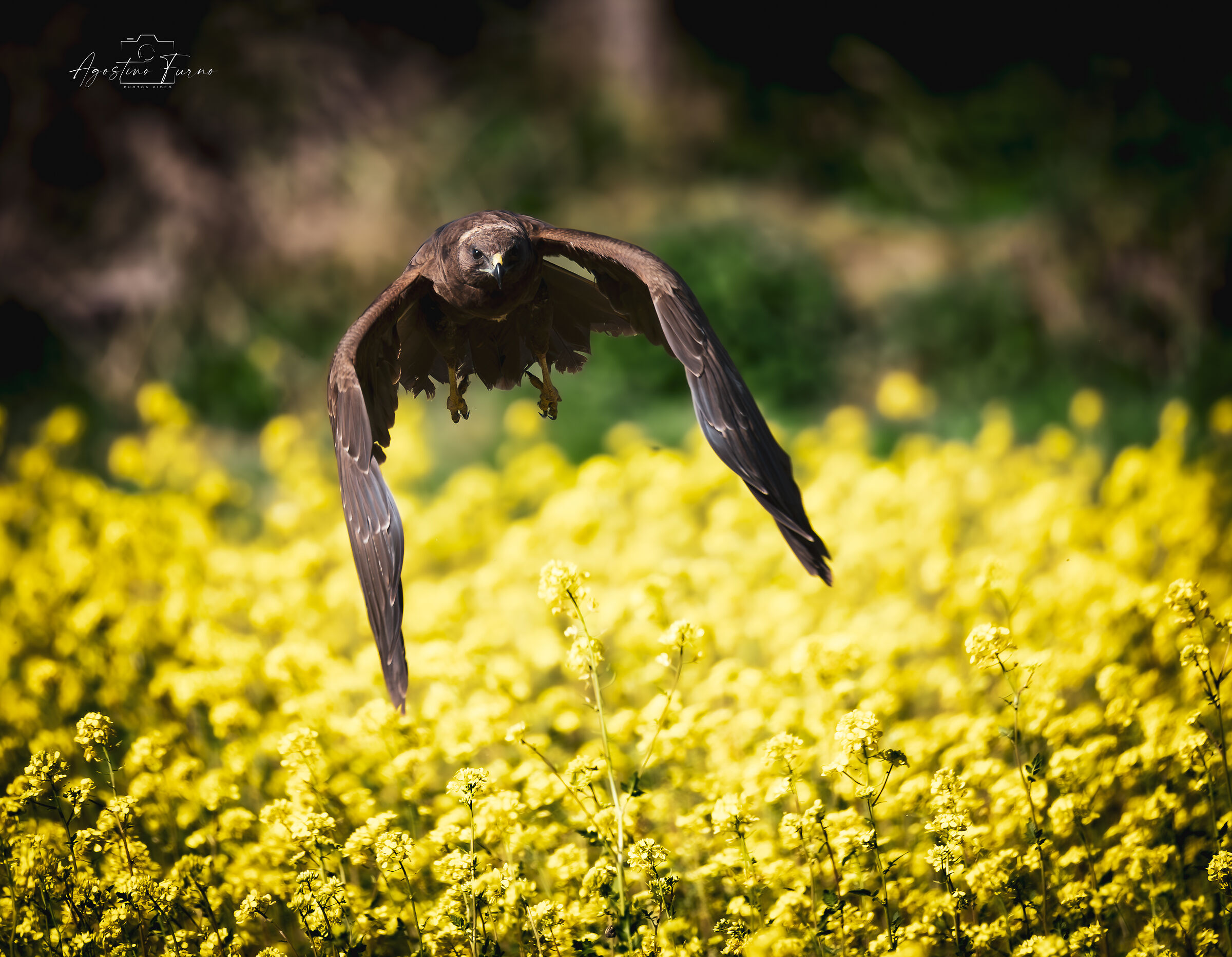 Marsh Harrier