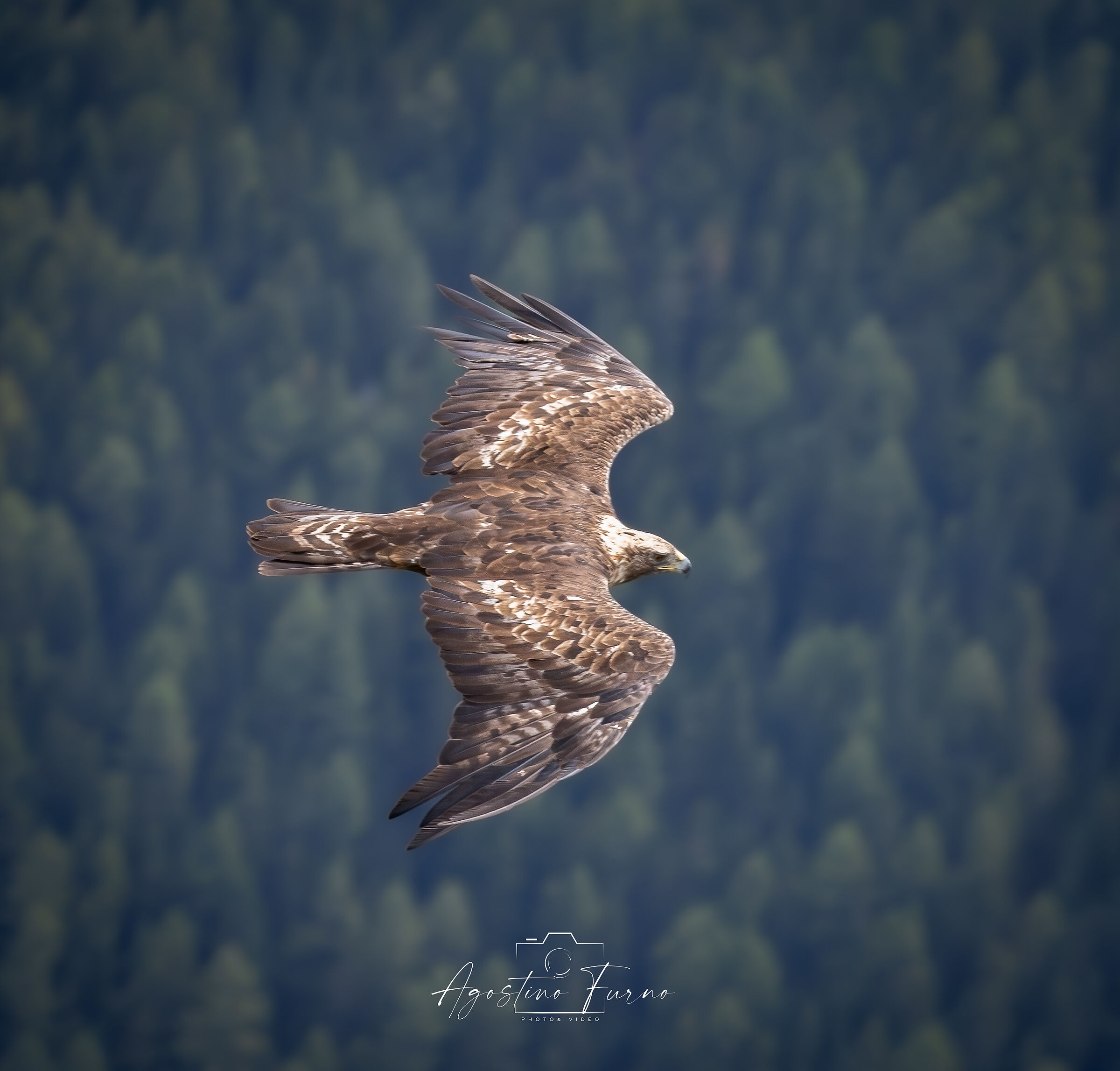 Golden Eagle - never seen so close!!