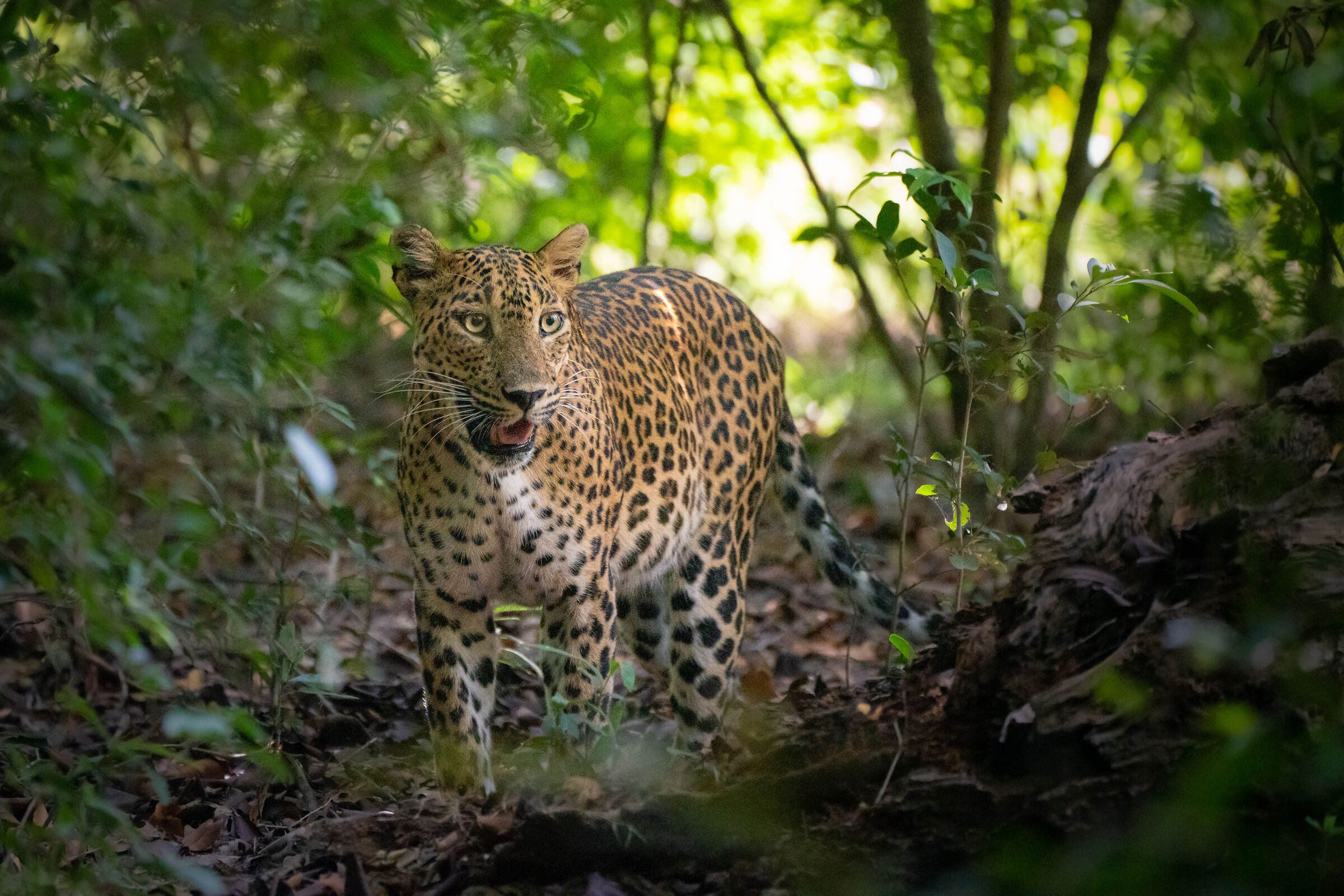 Leopardo - Wilpattu np