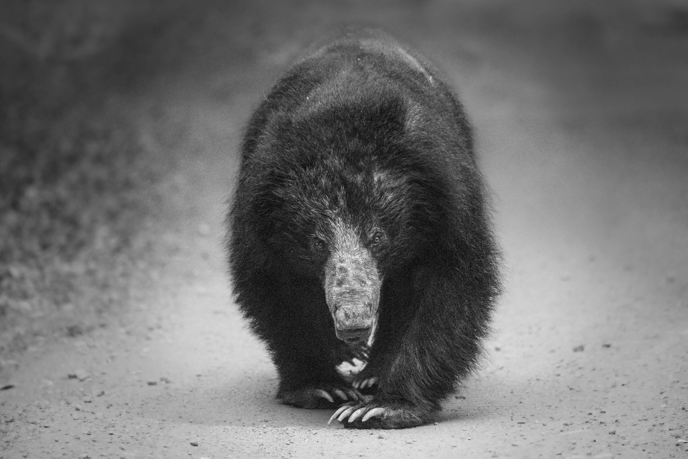 orso labiato b&w - Wilpattu np