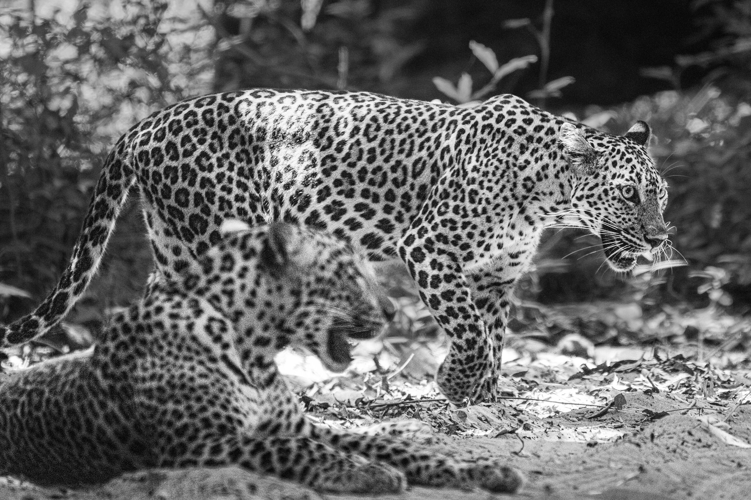 Leopardi b&w - Wilpattu np