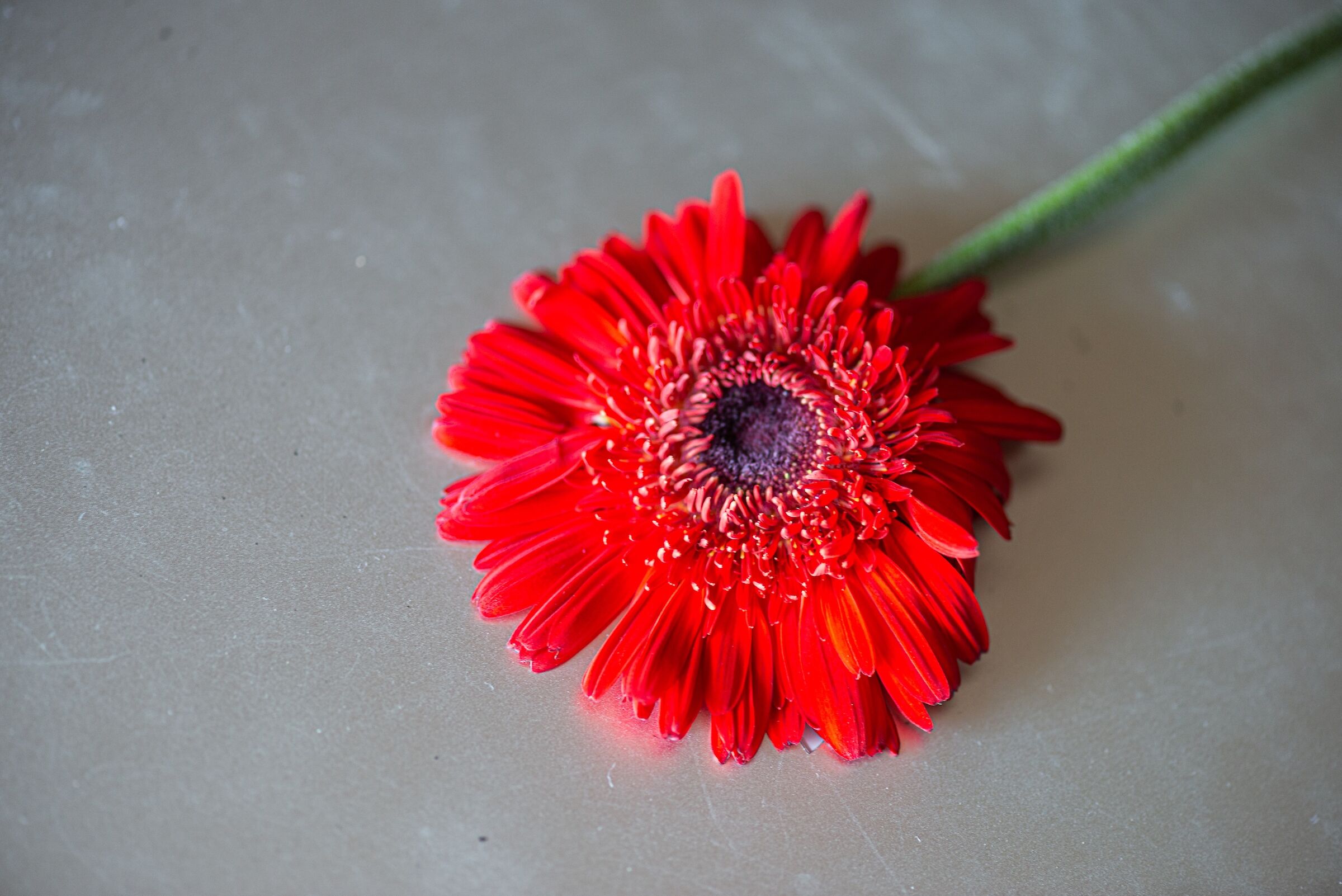 Fiore di margherita di Barberton