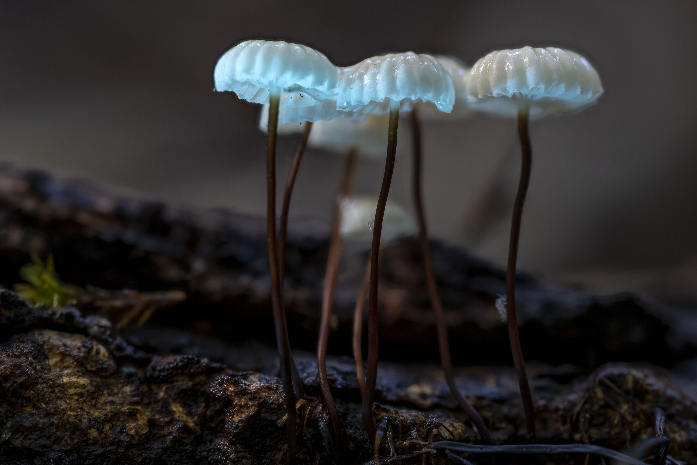 Wandering through the woods.