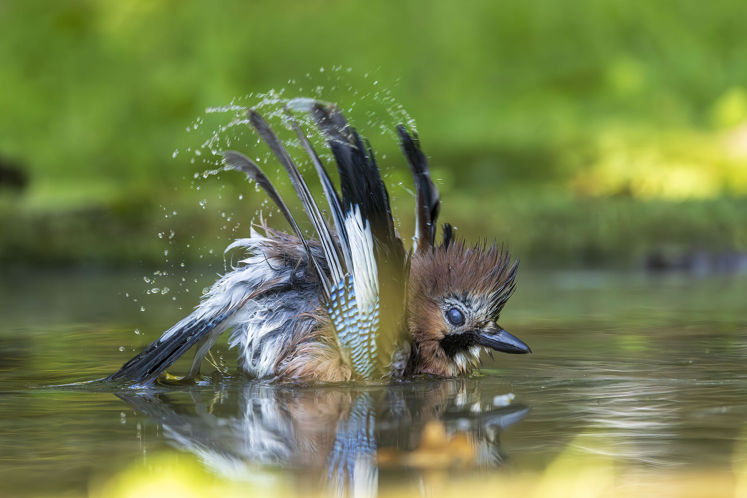 Jay at the bathroom 3