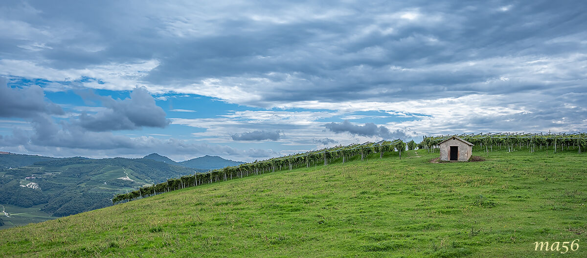 vineyards in Lessinia 1