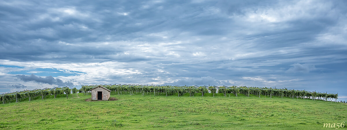 vineyards in Lessinia 2