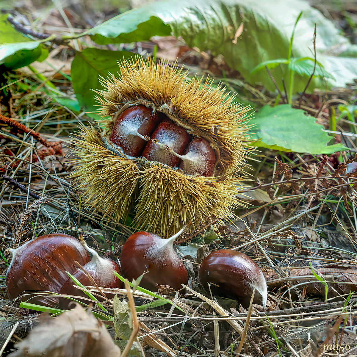 Chestnuts from S.Mauro di Saline (VR)
