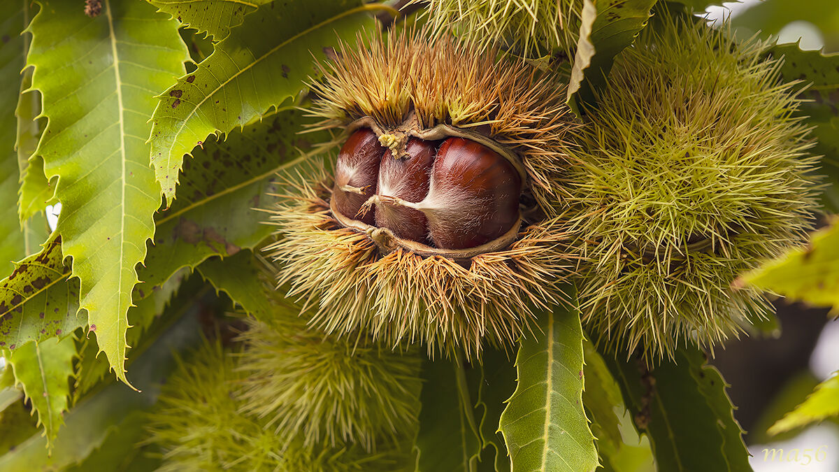 Chestnuts of S. Mauro di Saline (VR)
