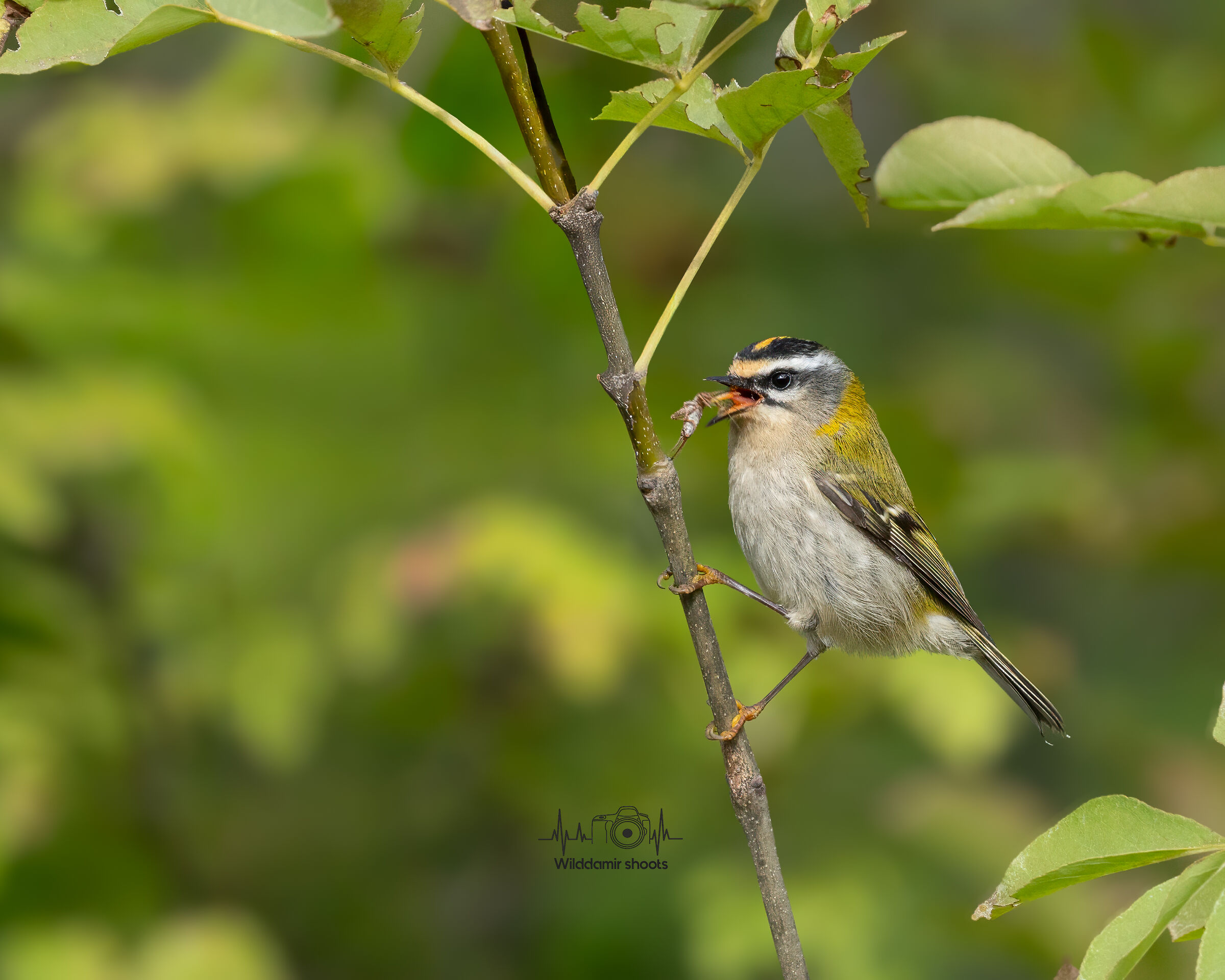 Fiorrancino with the prey