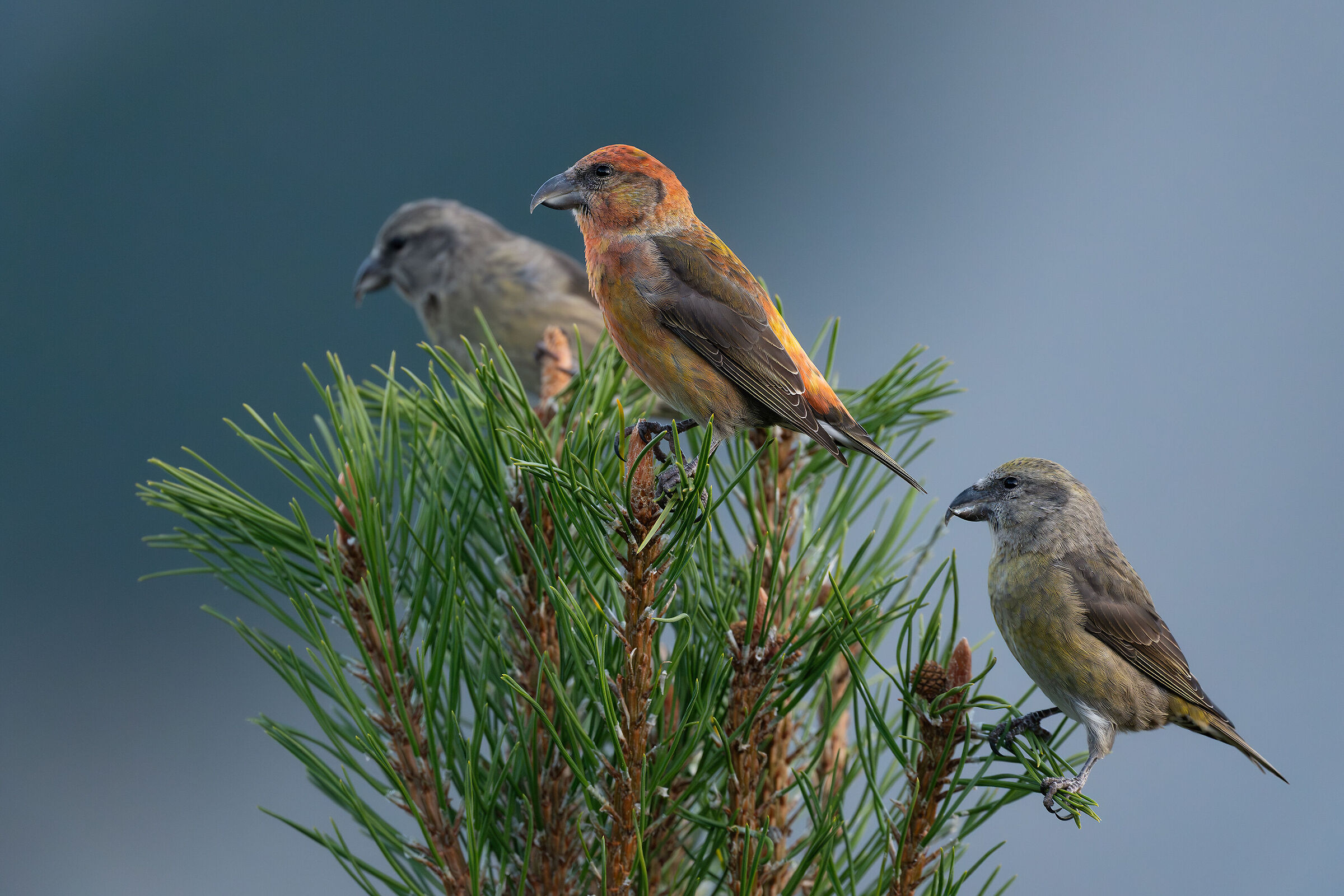 Il trio delle meraviglie