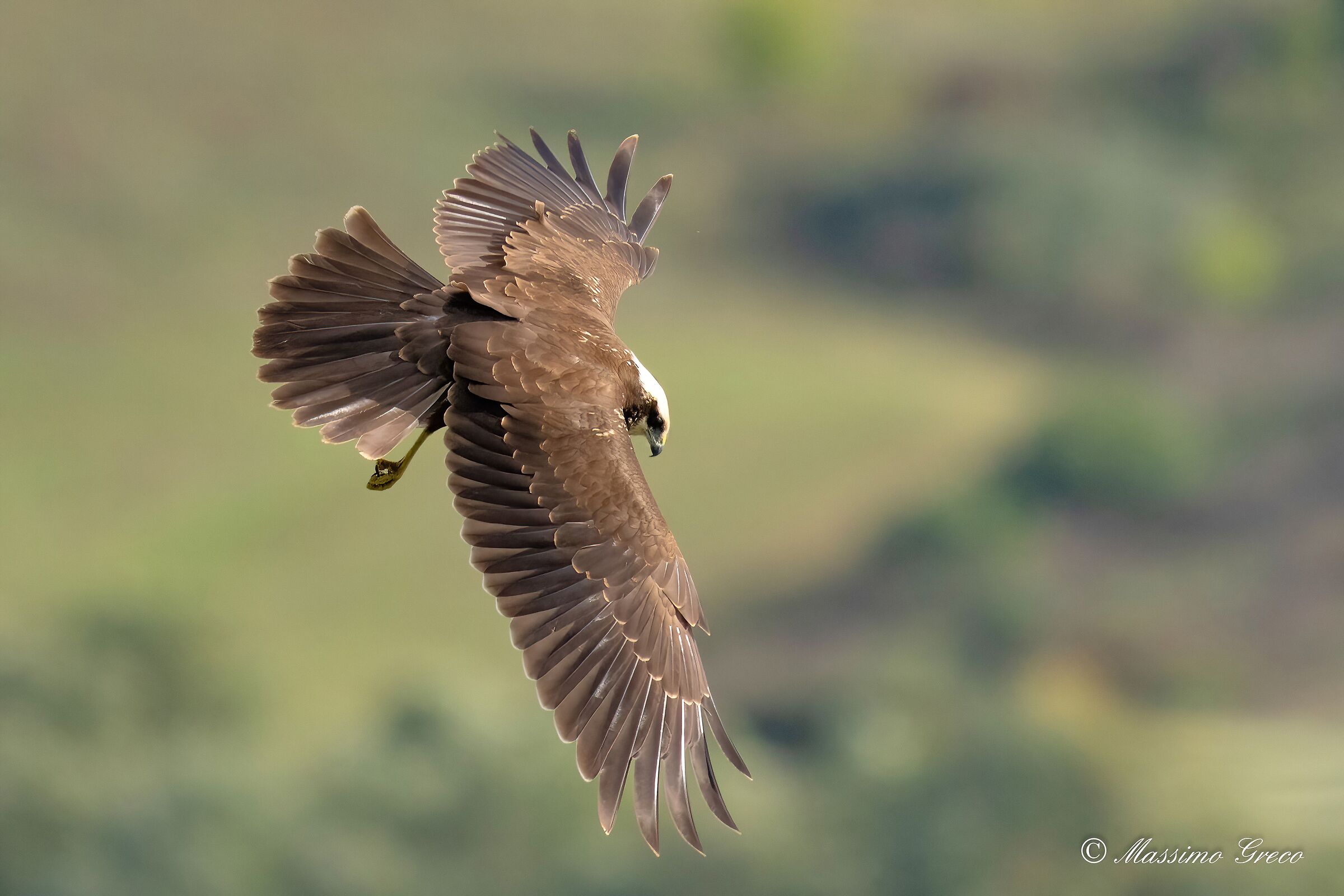 Falco di palude (Circus aeruginosus)