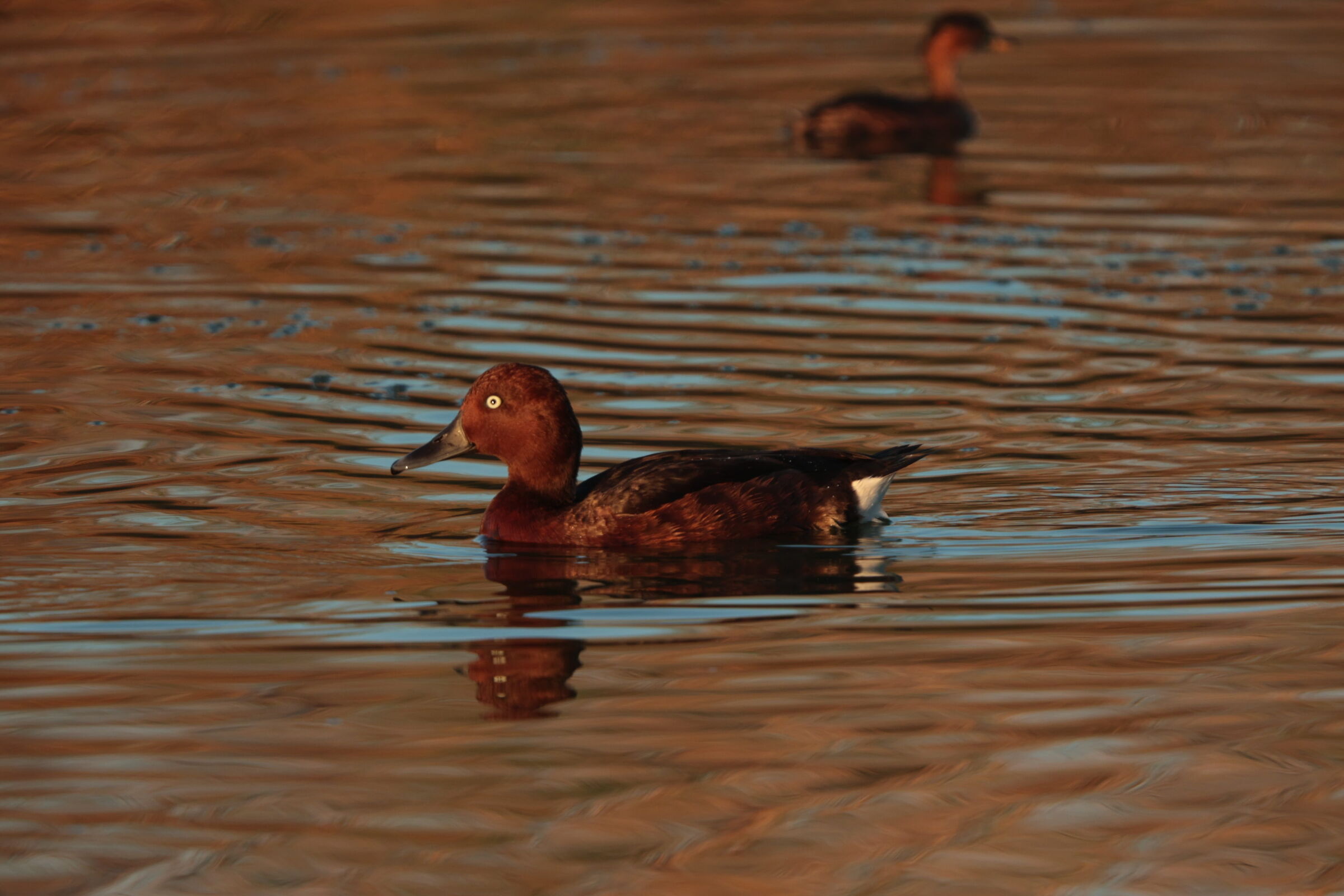 Ferruginous duck