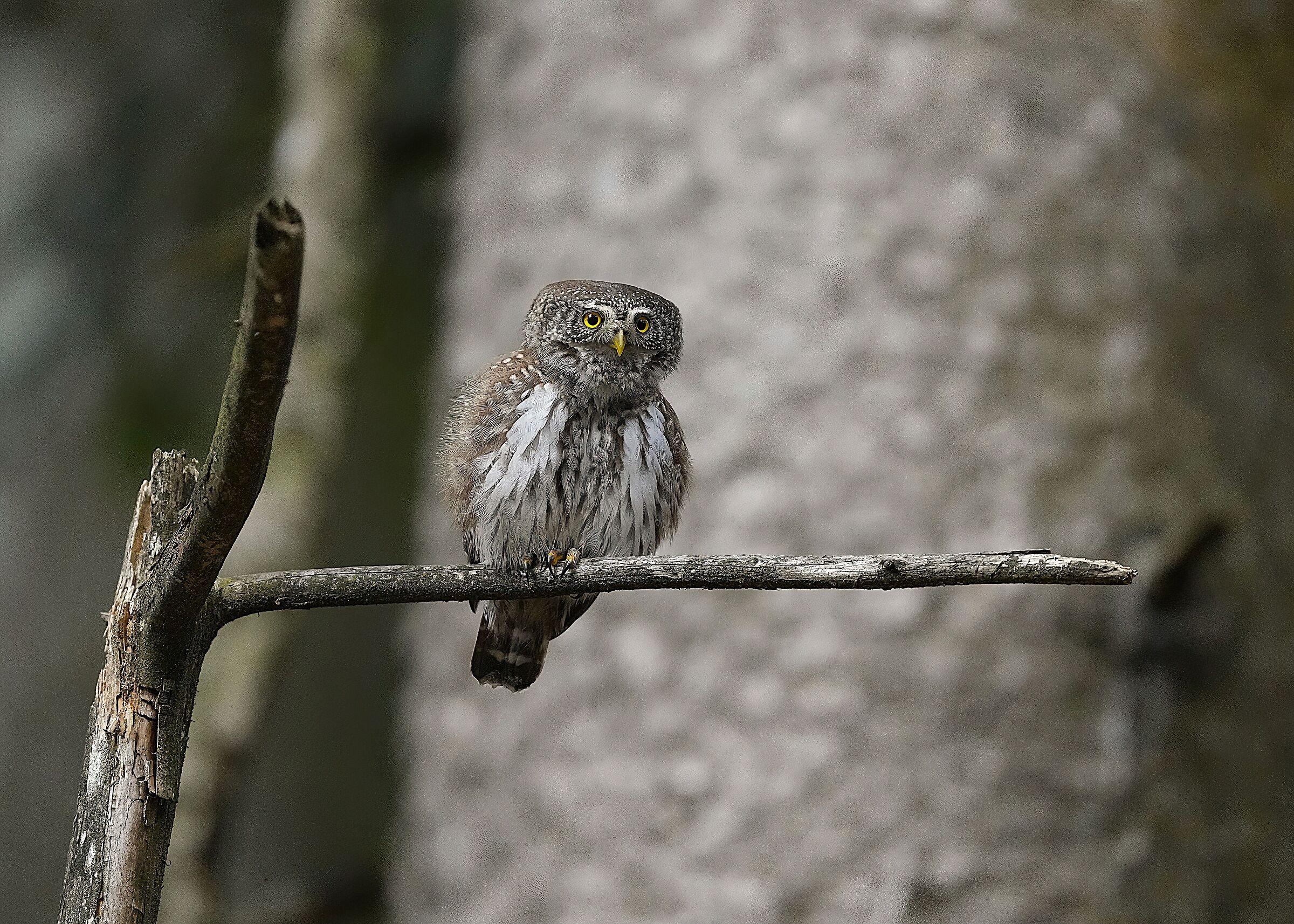 Dwarf Owl