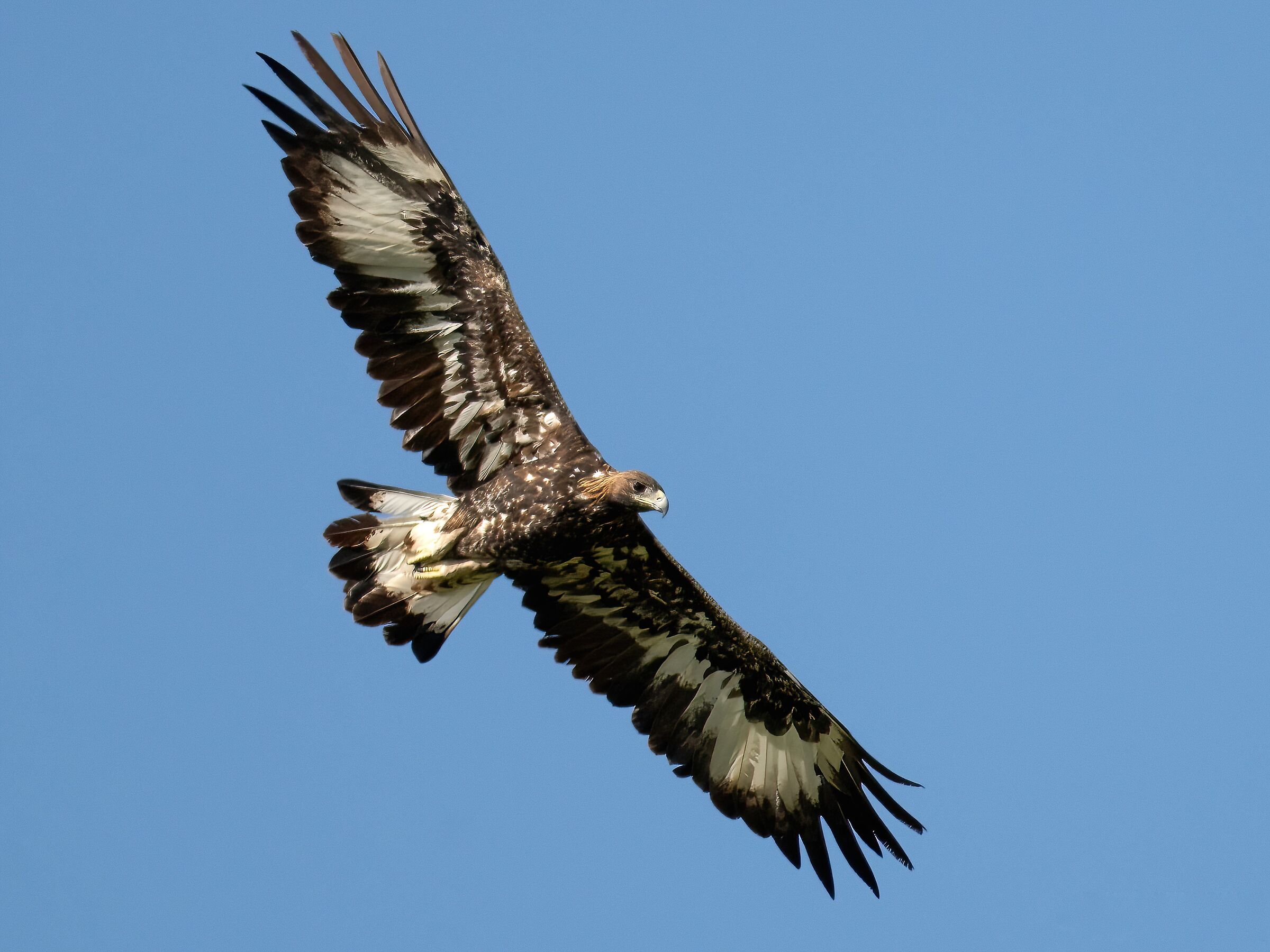 Golden Eagle (Aquila chrysaetos)