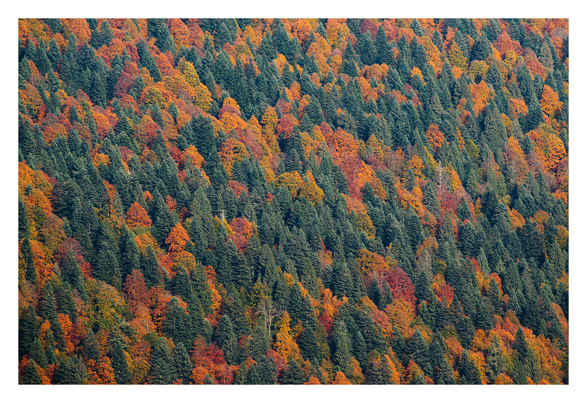 Foresta del Cansiglio