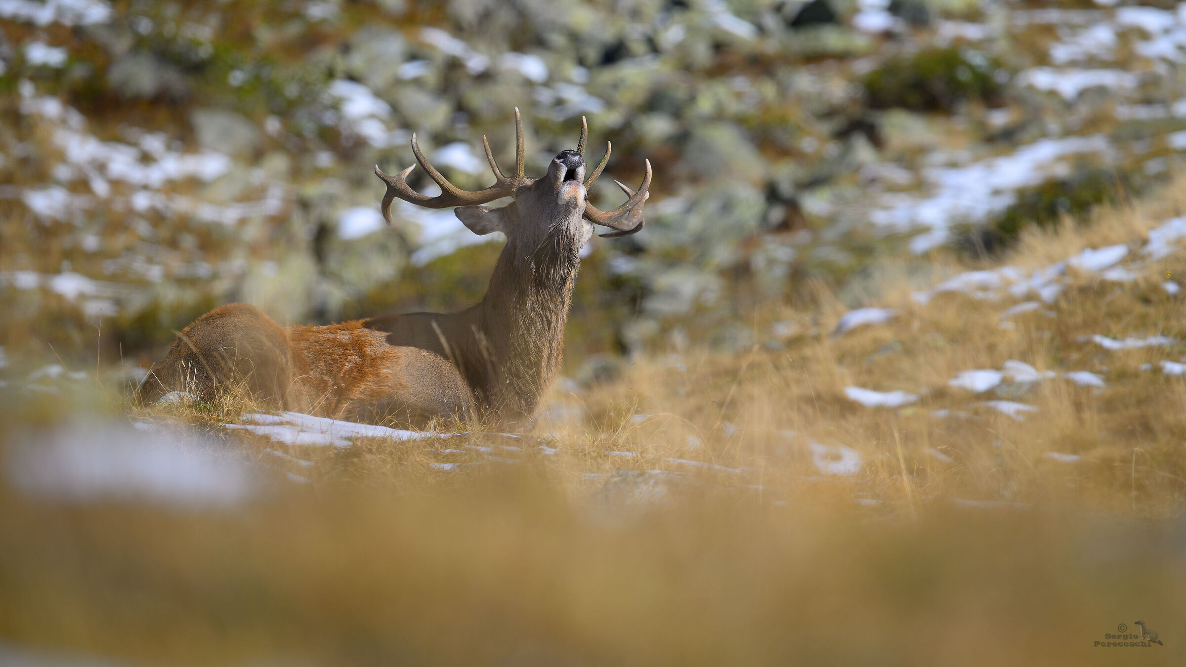 The roar of the deer