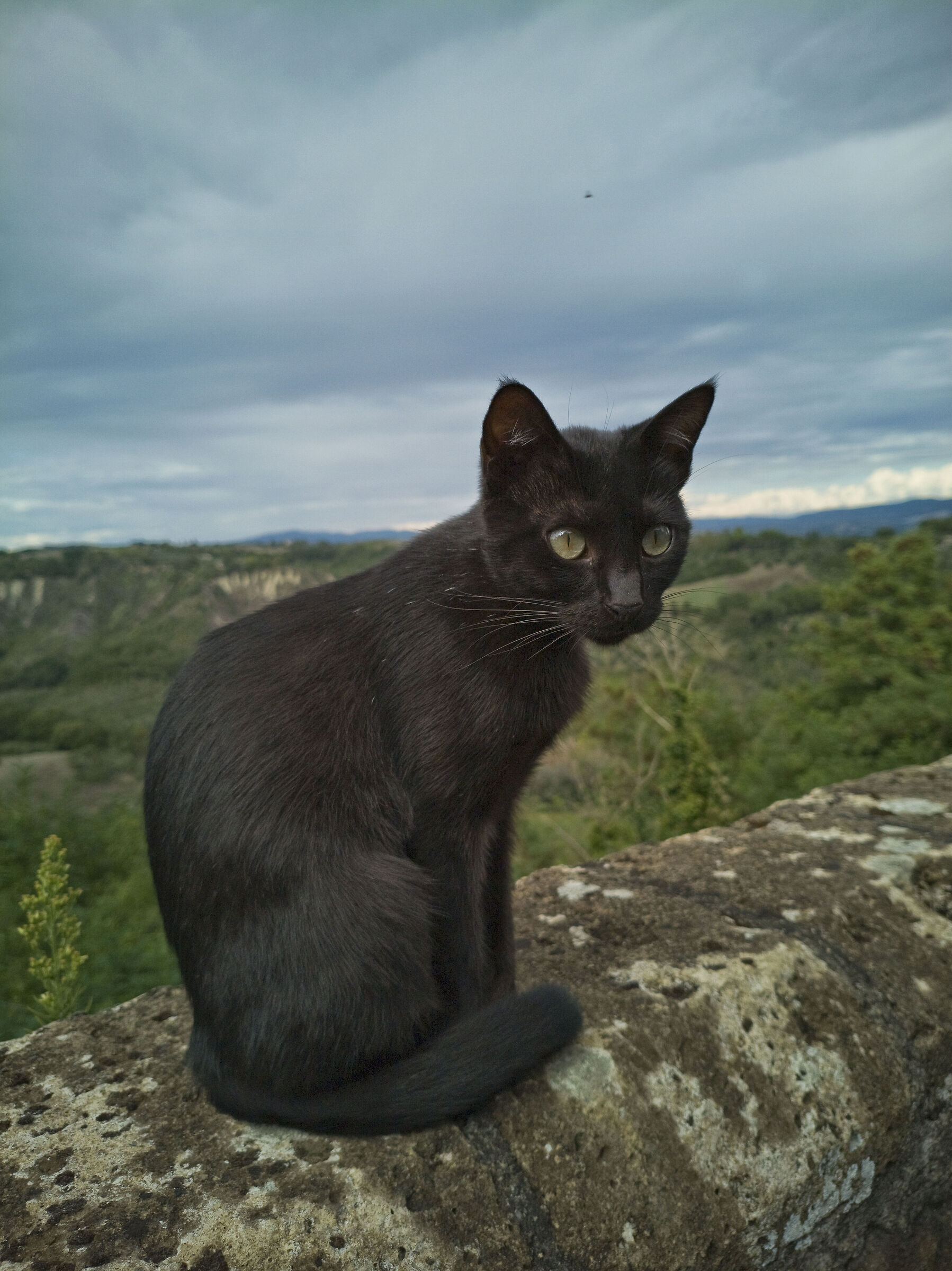 Stray
