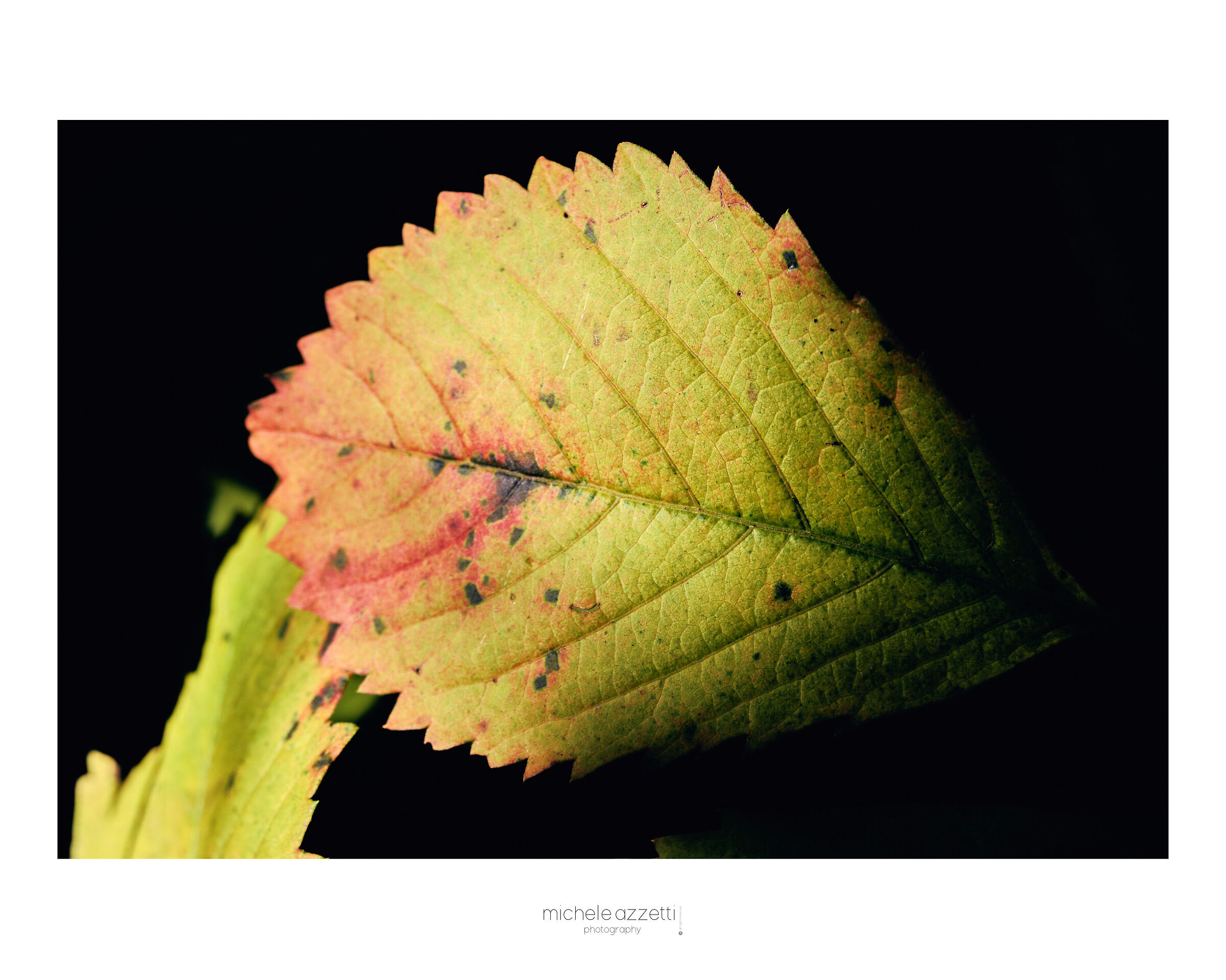 Colors