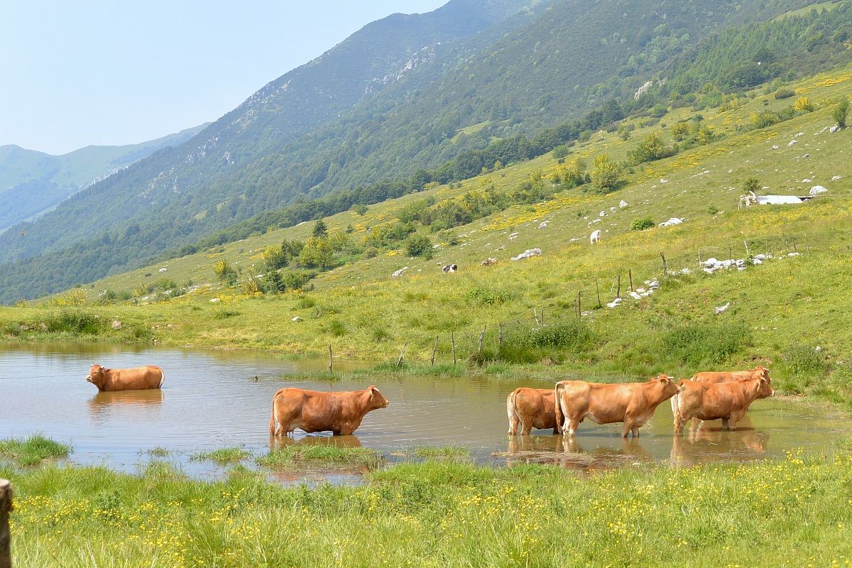 Anche le mucche fanno il bagno