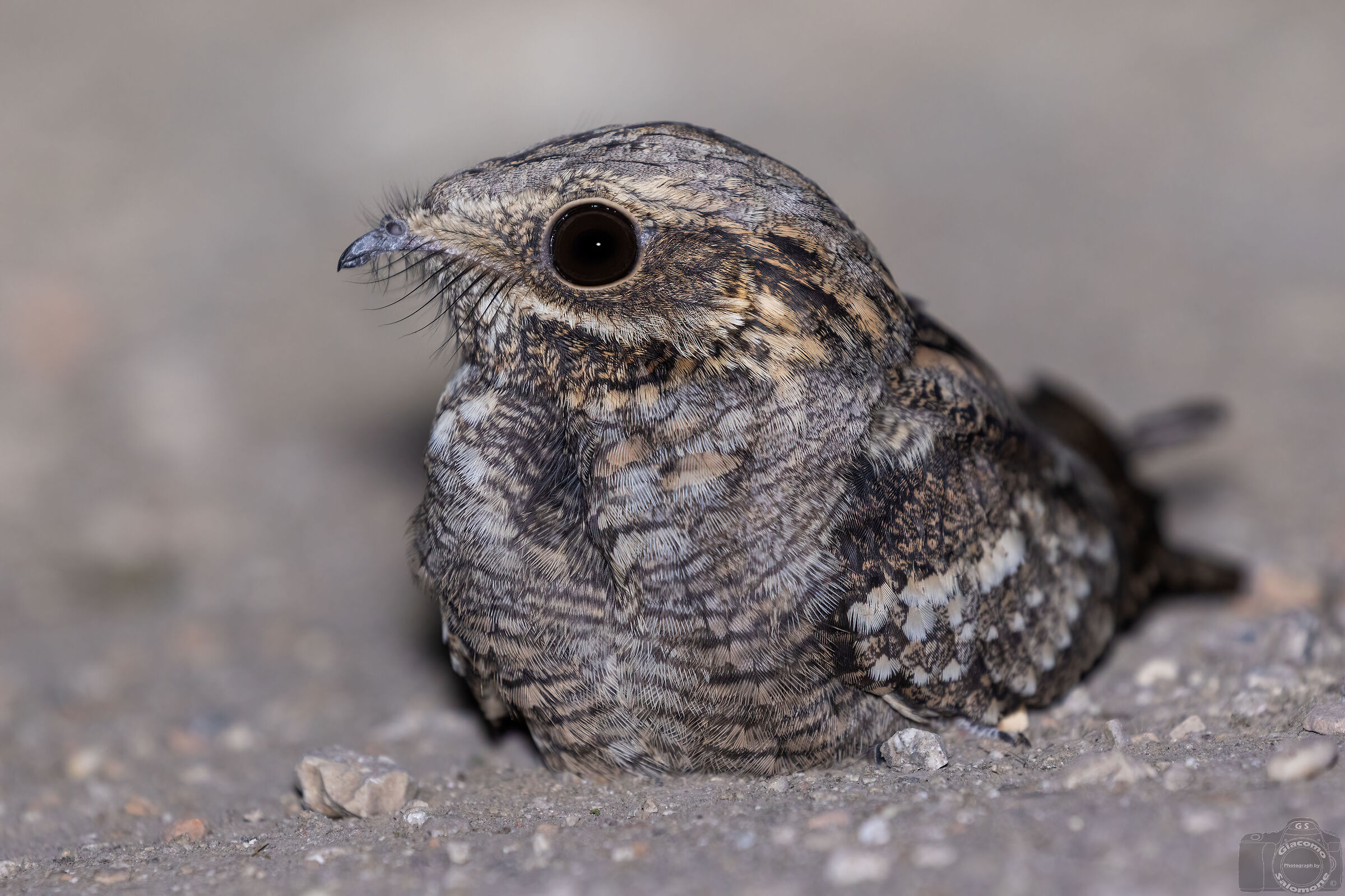 Nightjar