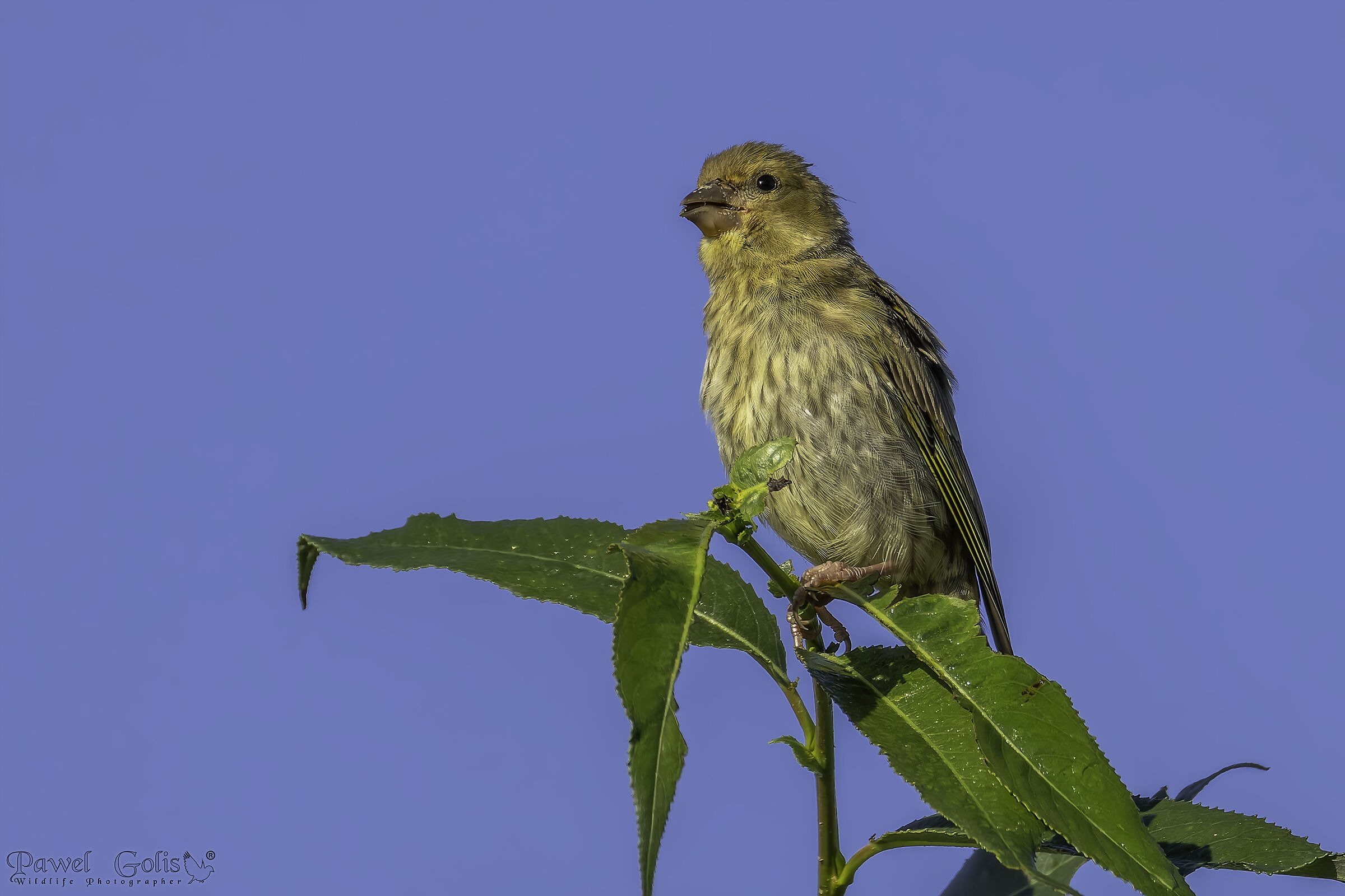 Greenfinch (Carduelis chloris)