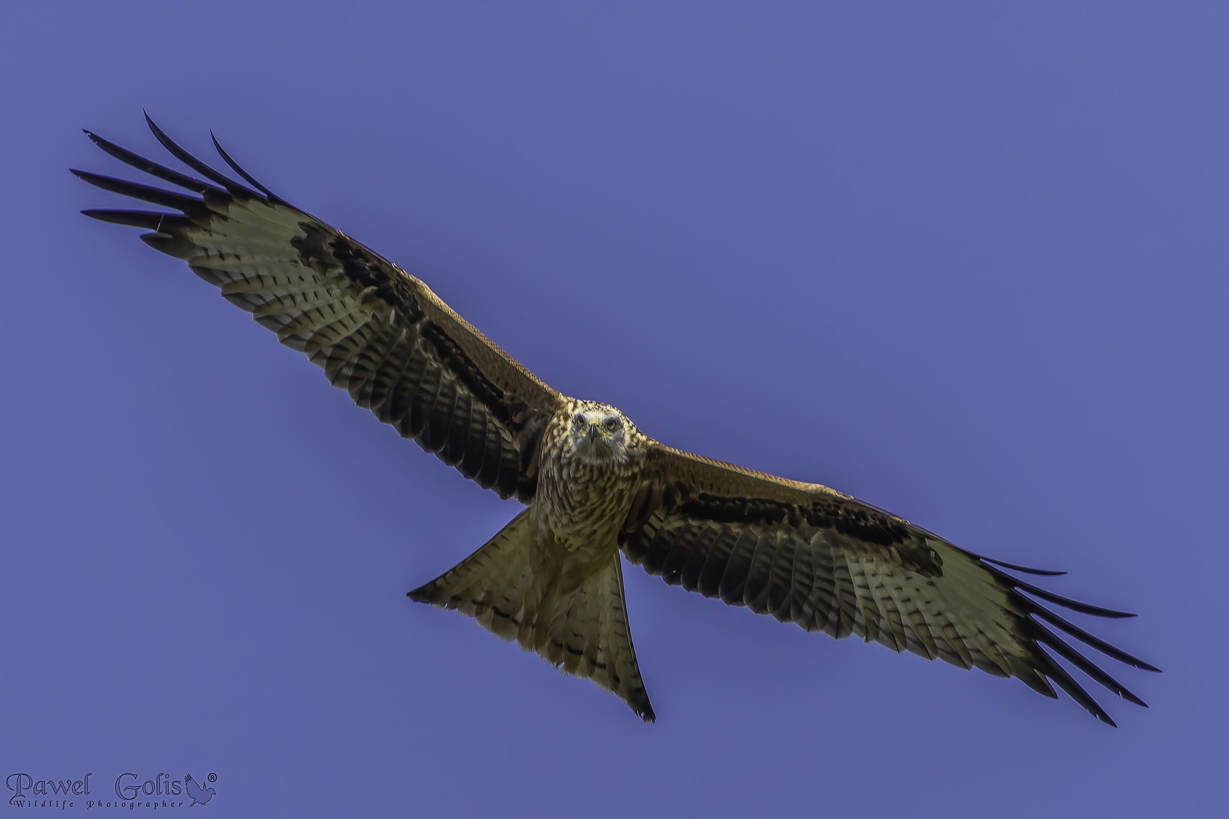 Red Kite (Milvus milvus)