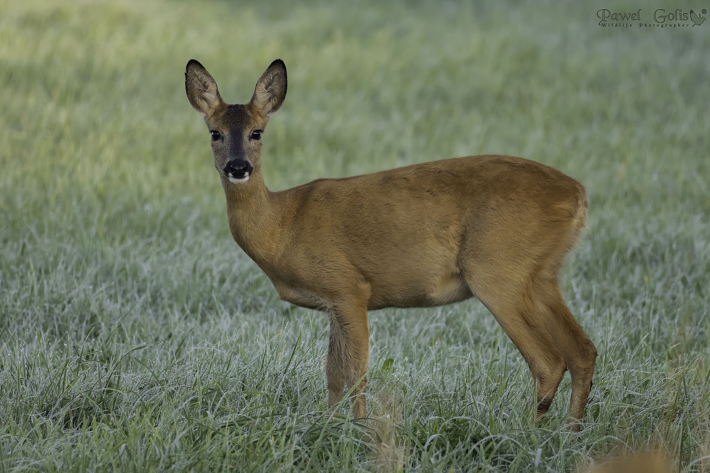 Capriolo (Capreolus capreolus)