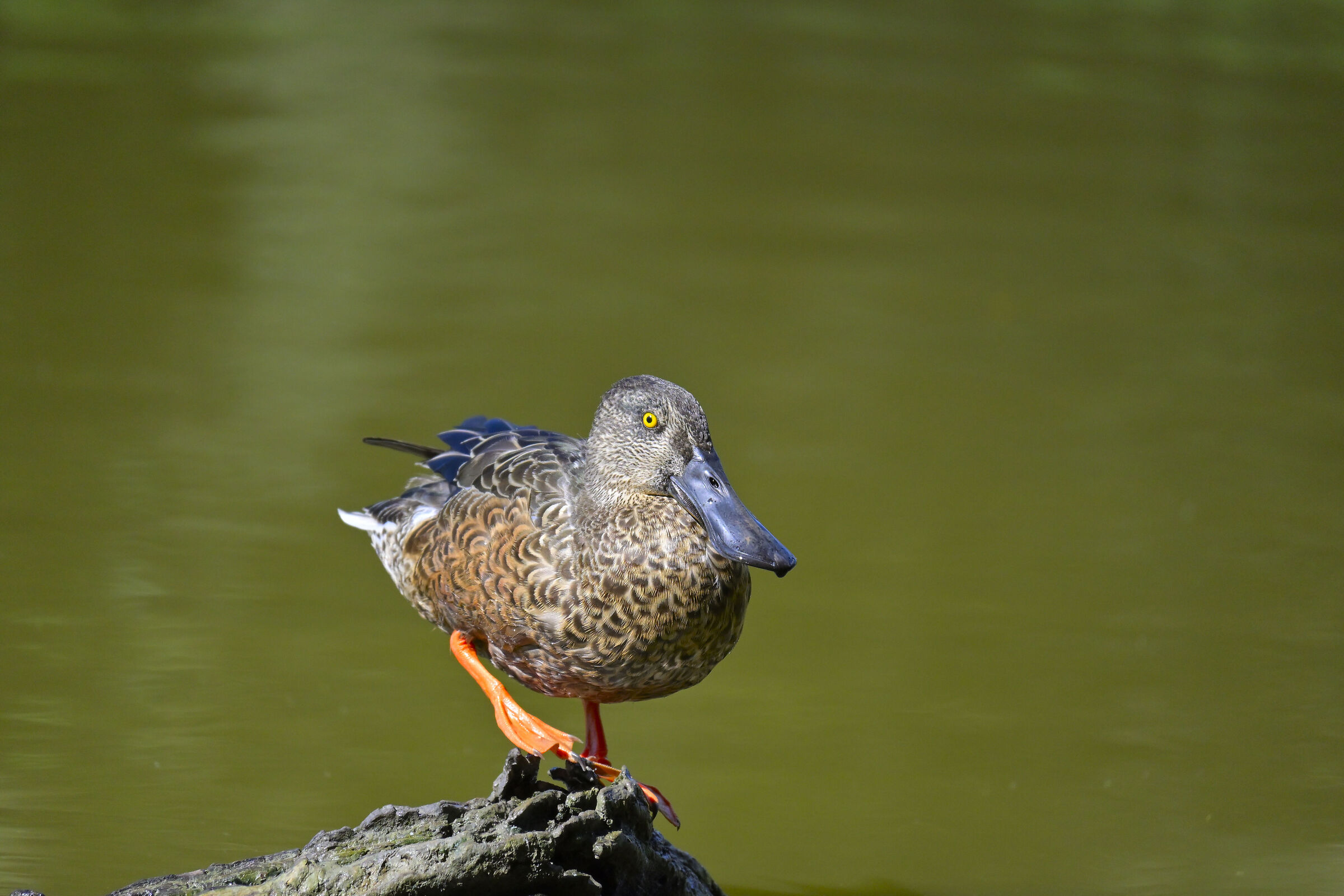 Modello mestolone II