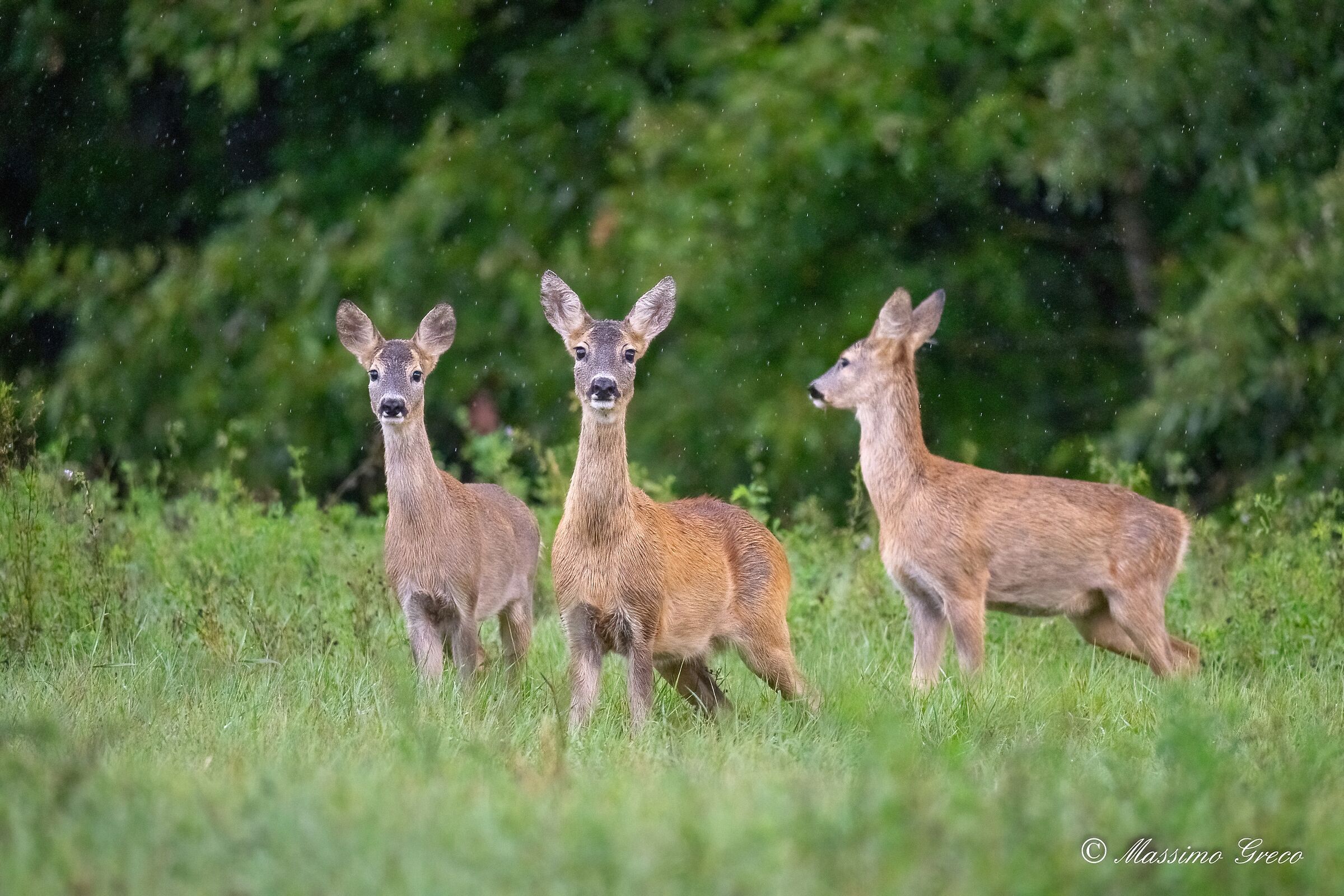 Caprioli all'alba sotto la pioggia