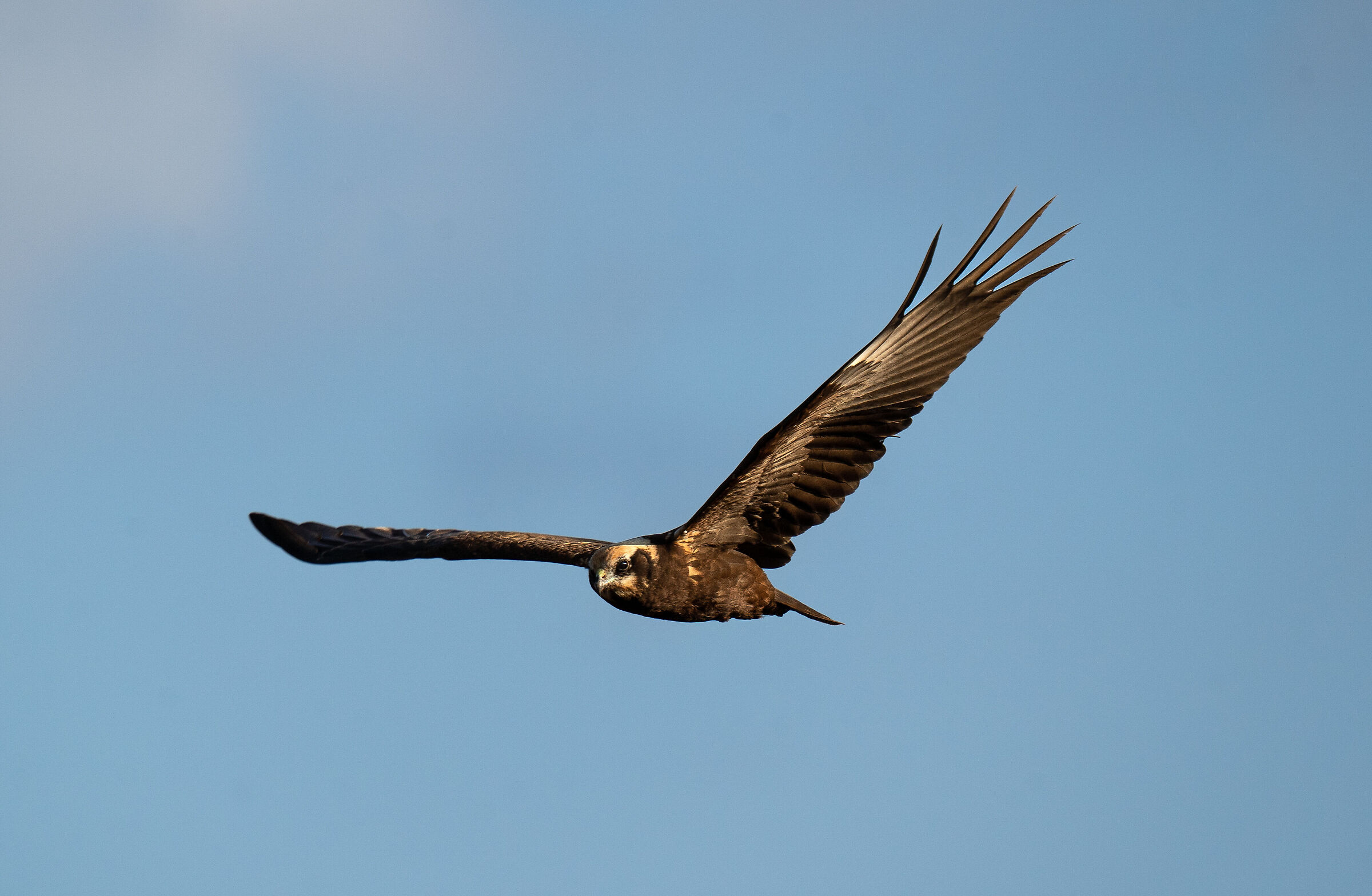falco di palude femmina
