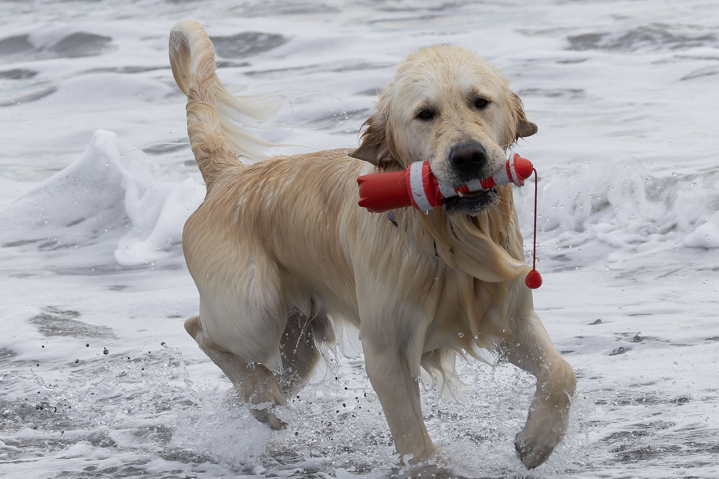 Ti prego... digli di smetterla... !