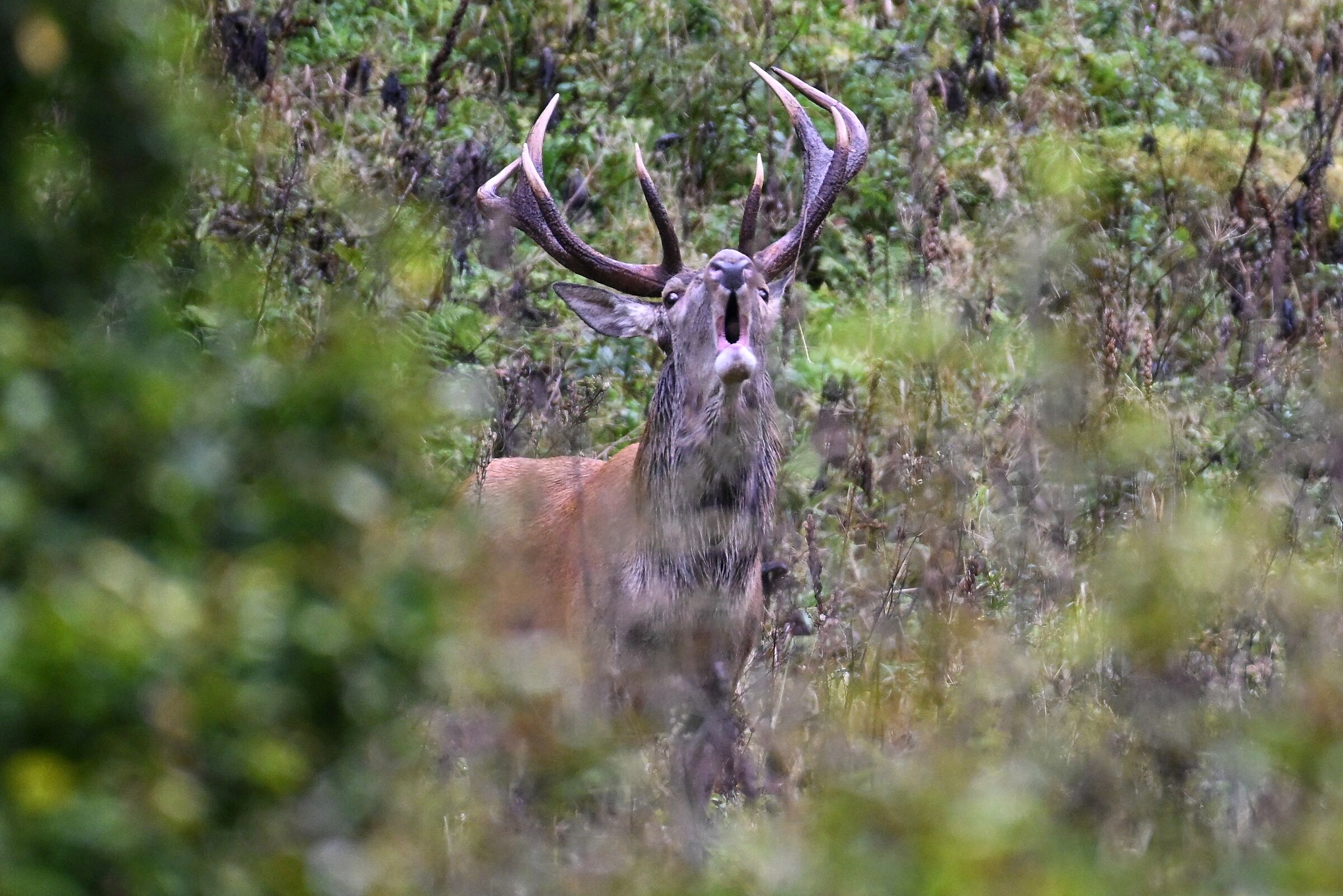 Bramito nel Tarvisiano.