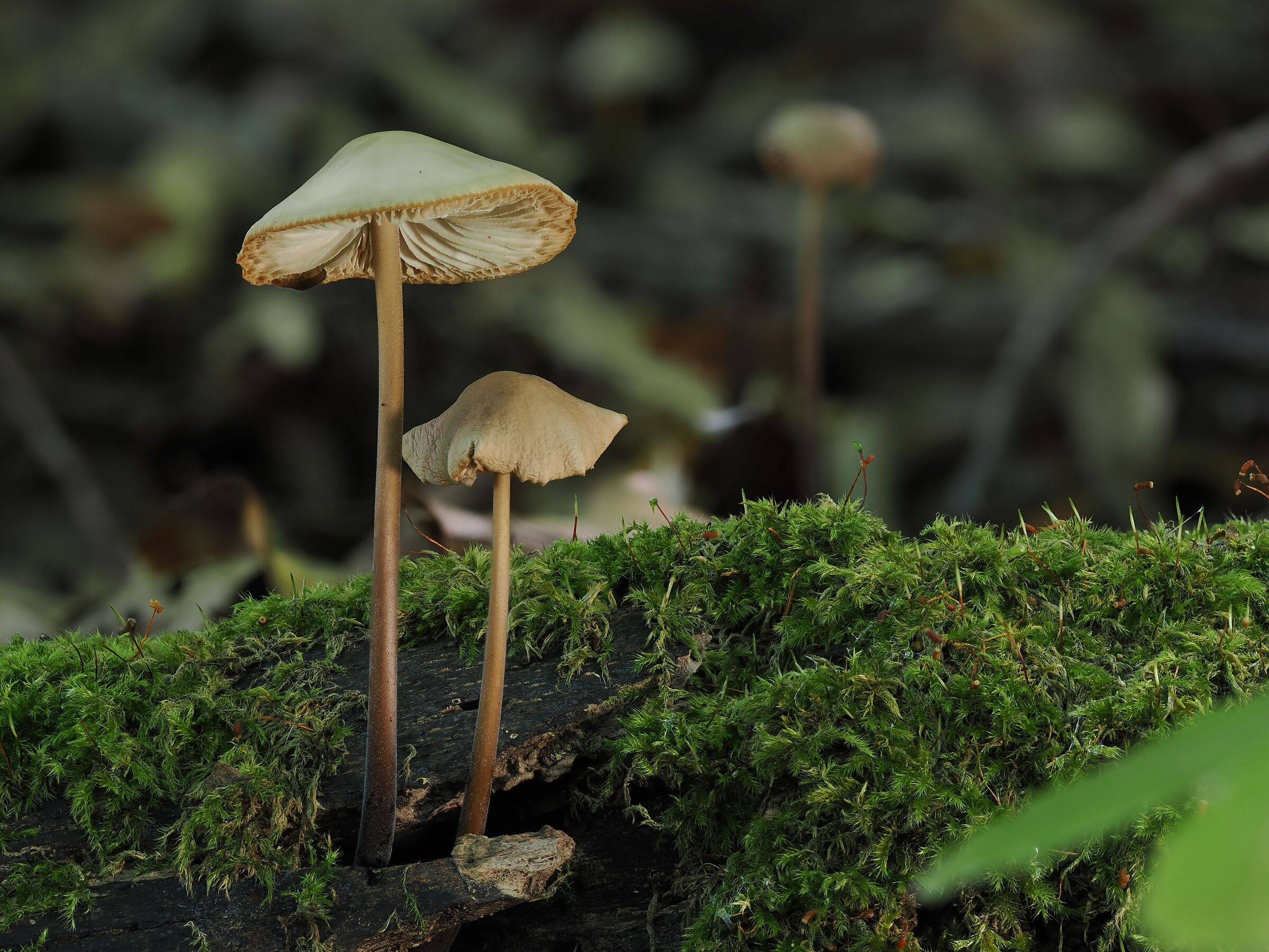 Under the beech forest ...