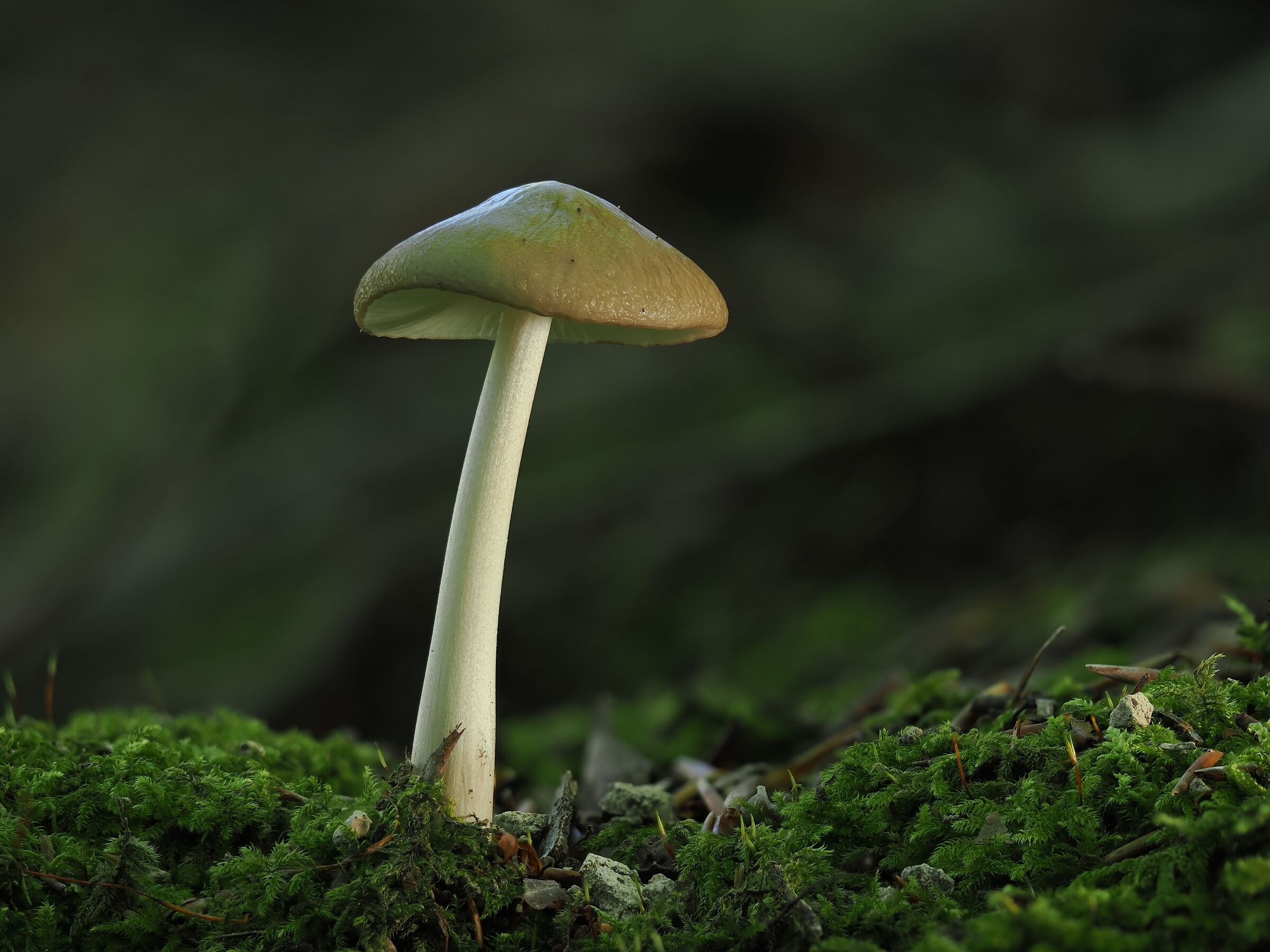 Under the beech forest ...
