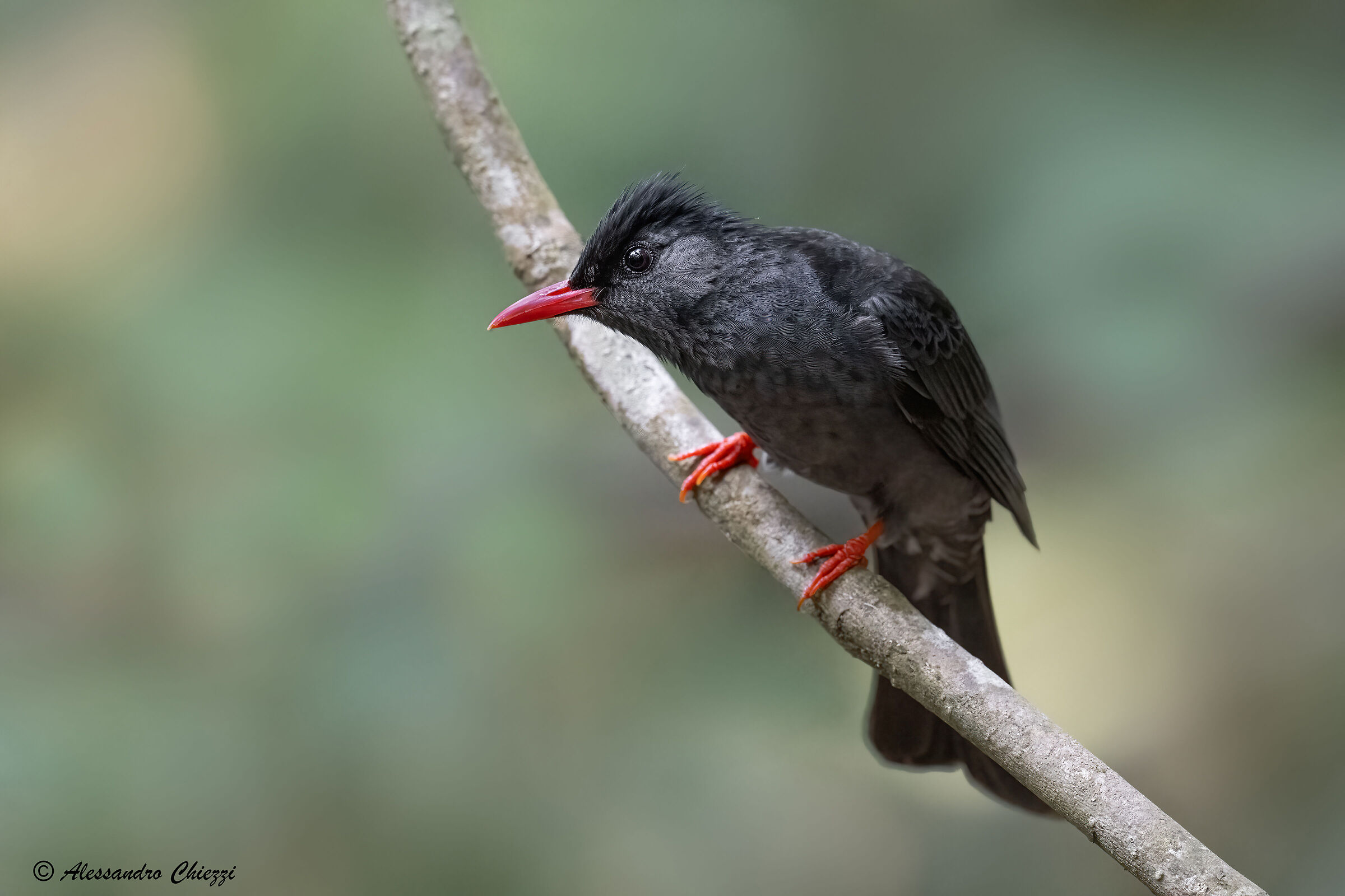 Black Bulbul