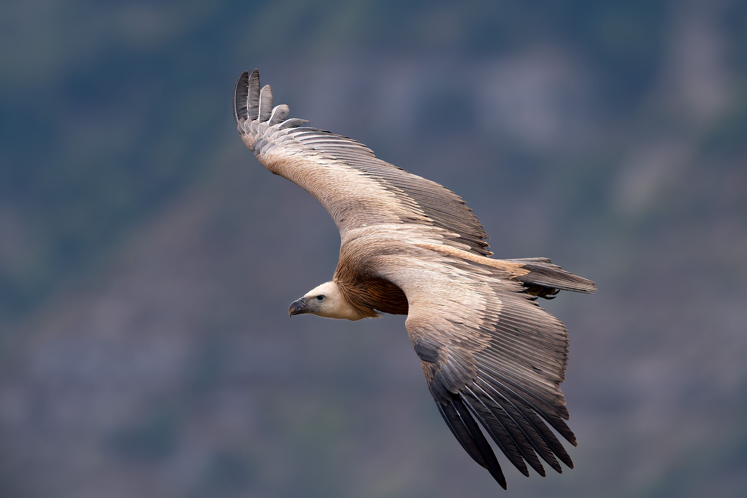 Griffin-Parc naturel régional des Baronnies Proven&cc...