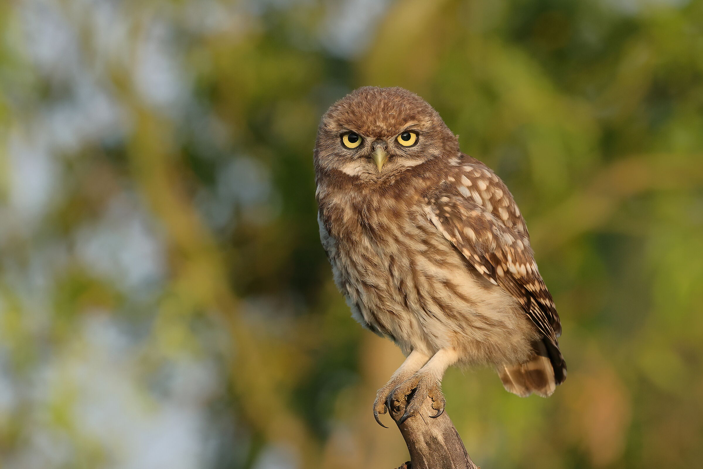 Giovane ma di carattere