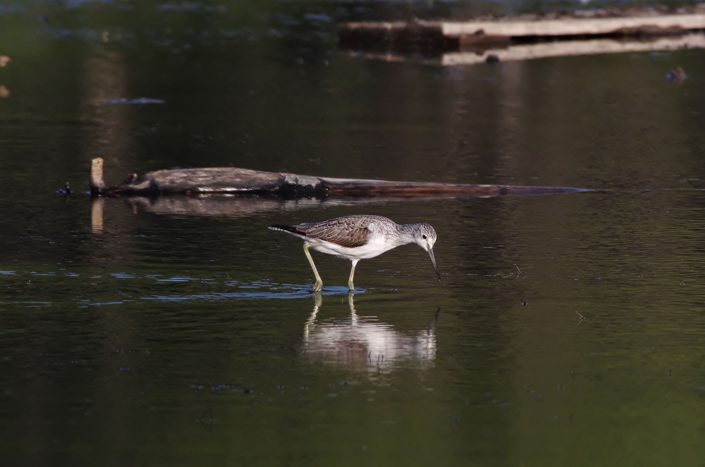 Small Sandpiper