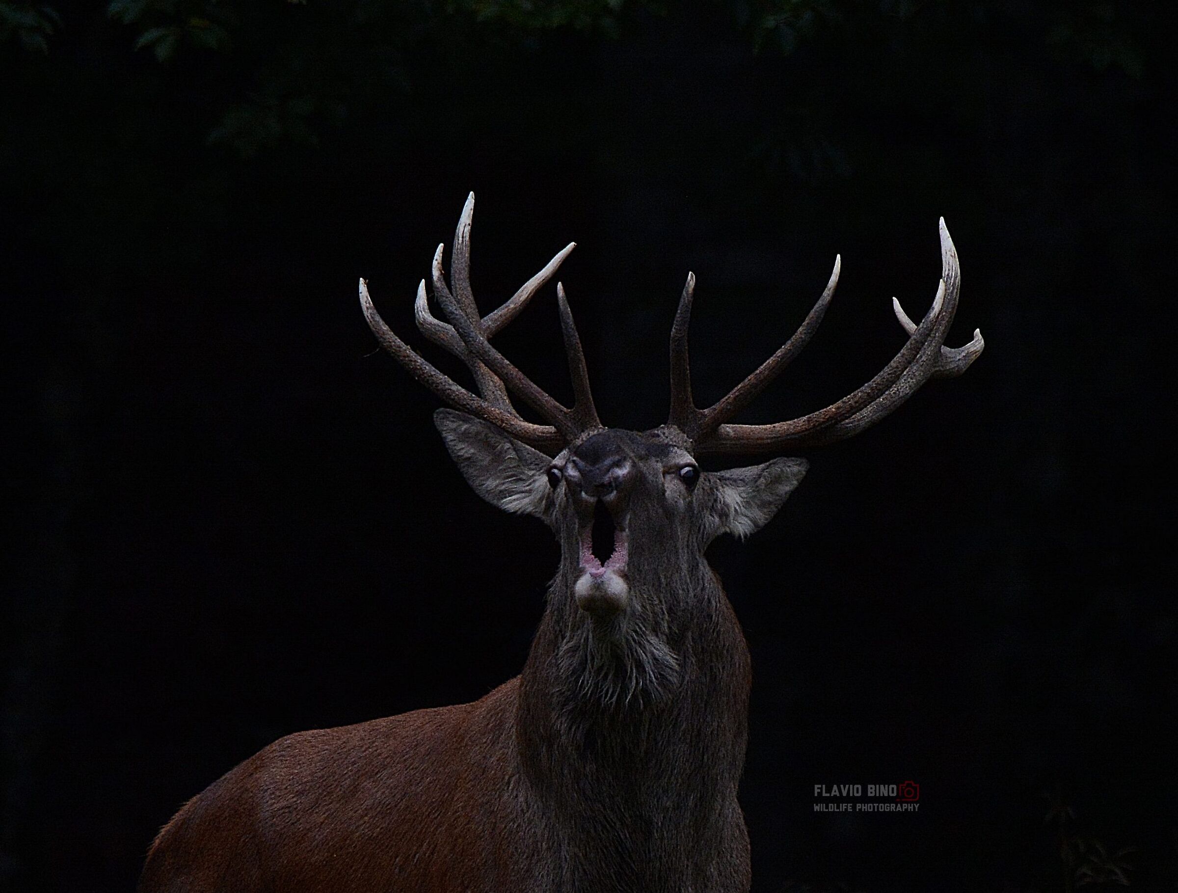 Close-up of the King